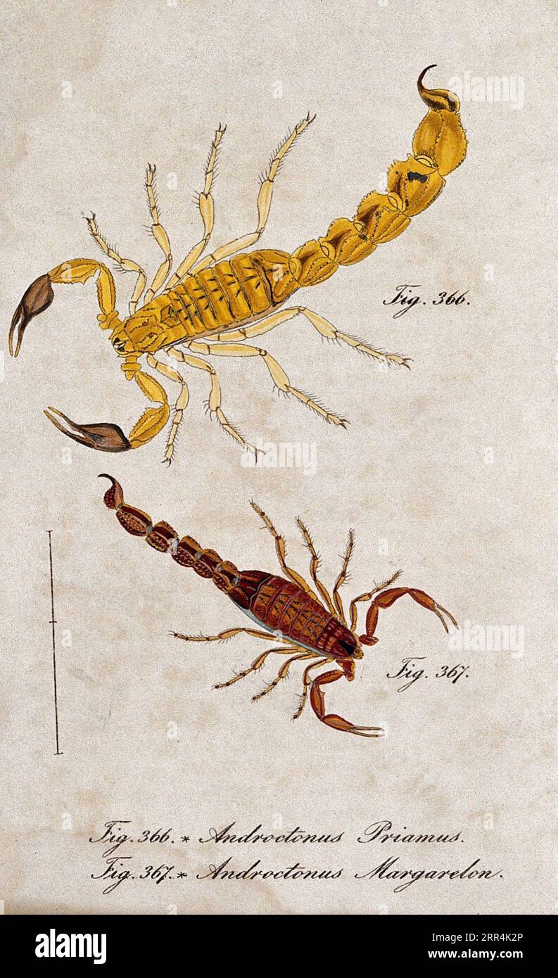 Zwei Skorpione, Androctonus priamus und Androctnus margarelon, farbige Gravur Stockfoto