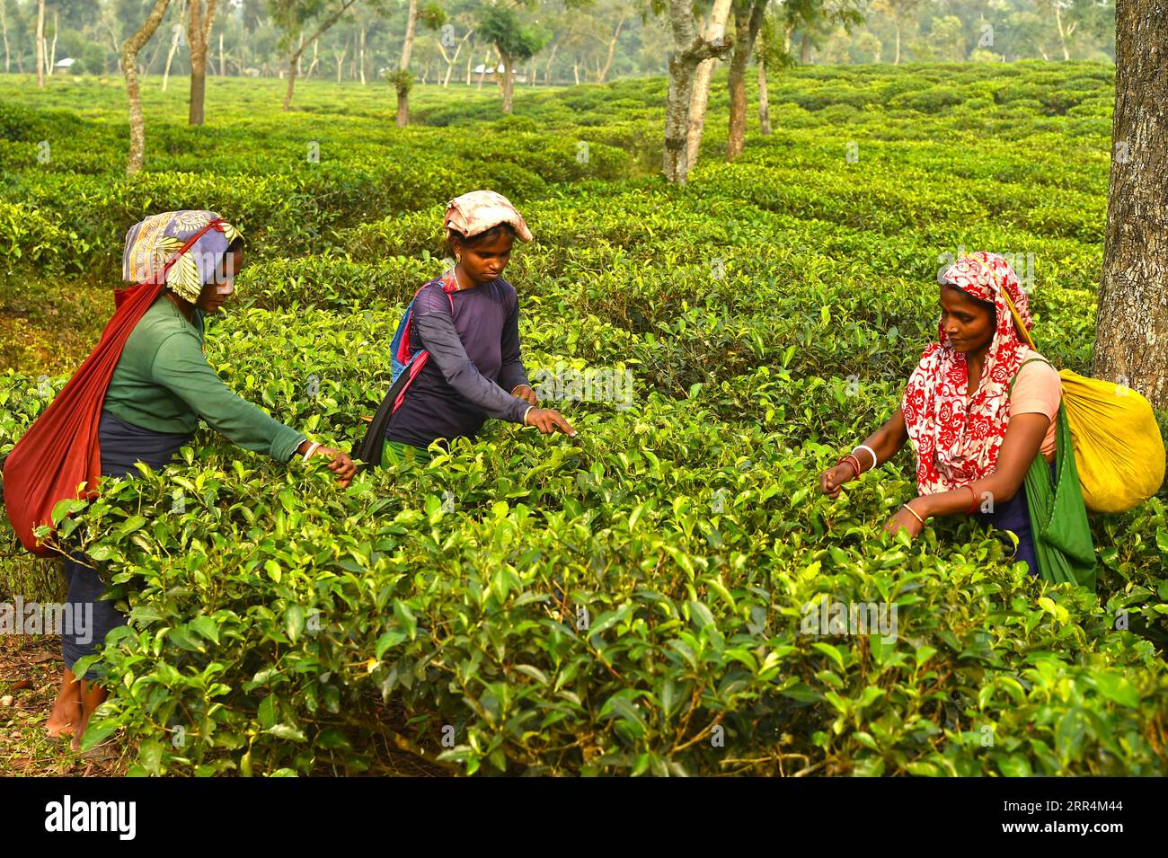 201208 -- SREEMANGAL, 8. Dezember 2020 -- Frauen pflücken Teeblätter in einem Garten in Sreemangal, Bangladesch, 7. Dezember 2020. BANGLADESCH-SREEMANGAL-TEE-PFLÜCKEN Salim PUBLICATIONxNOTxINxCHN Stockfoto