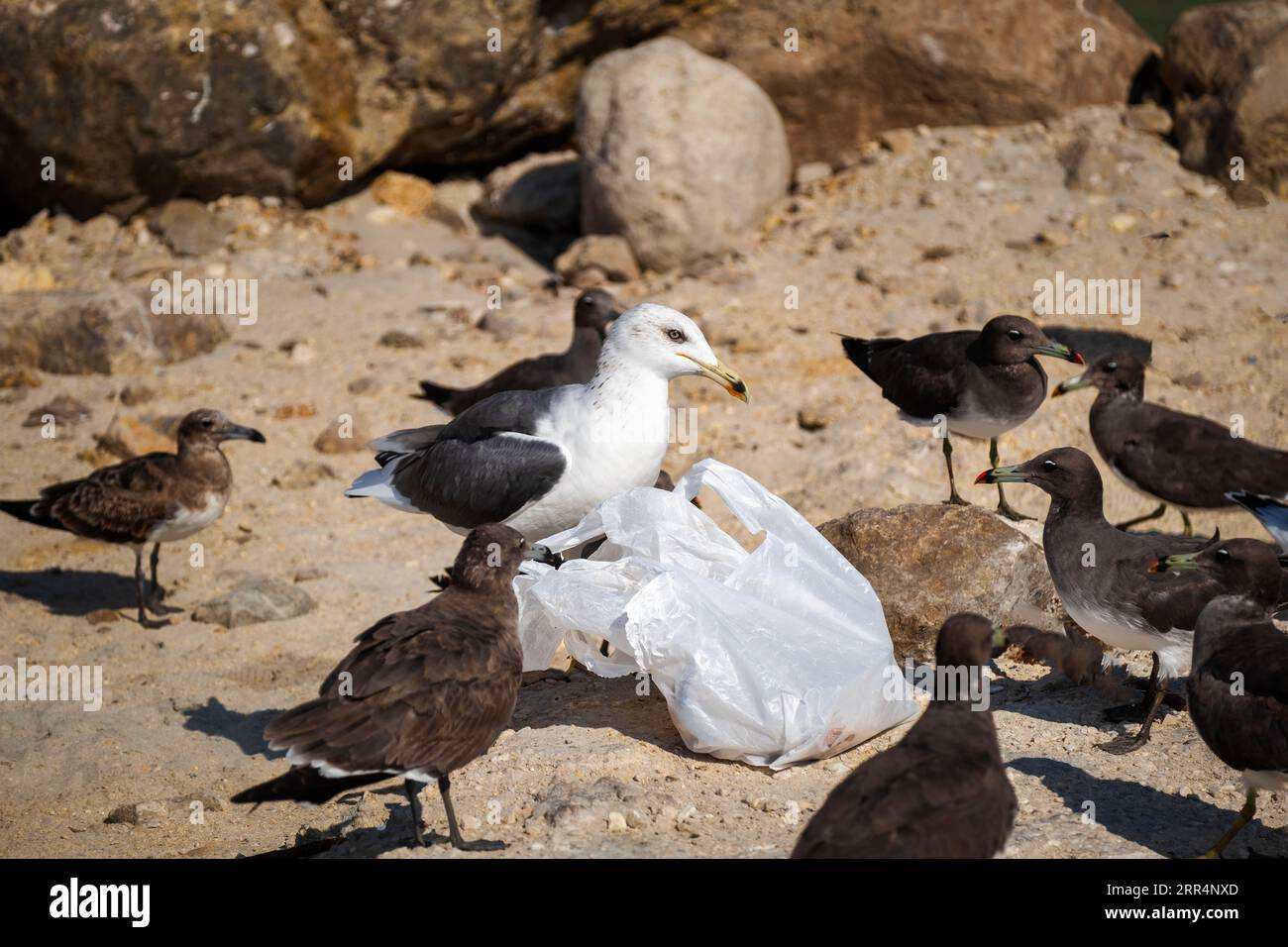 Eine ernsthafte Konferenz von Möwen darüber, wie Menschen nachlässig mit der Natur umgehen und unseren Lebensraum ständig verschmutzen. Veranstaltungsort am Suwhamiyah Beach, Dhofar Stockfoto