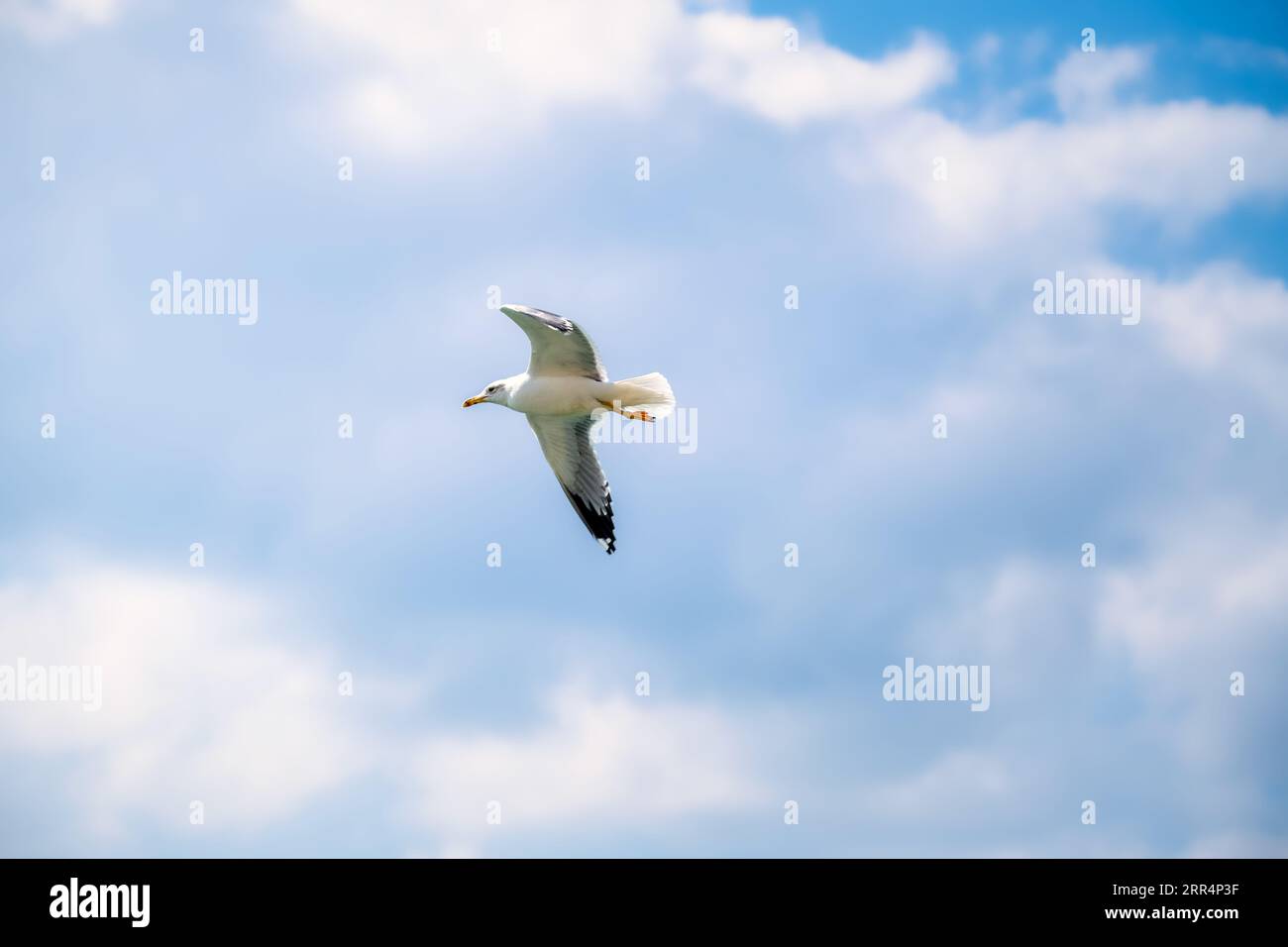 Shuwaymiyah Beach, dhofar, South oman, ein unberührter Küstenabschnitt omans, der die perfekte Kulisse für den anmutigen Flug der Möwen bietet. Stockfoto