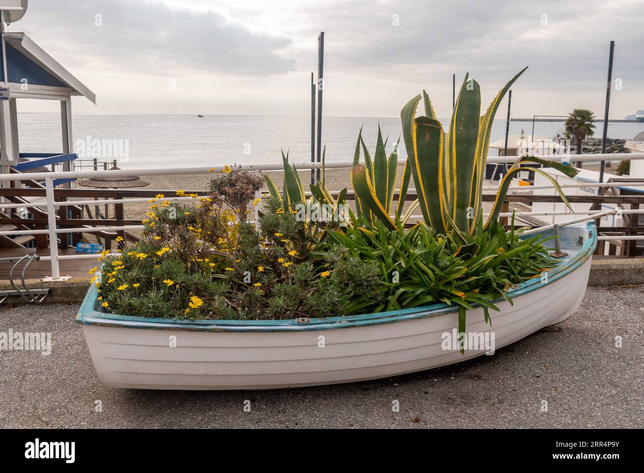 Altes rohes Boot, wiederverwendet als Blumenbeet mit gelben Buschblümchen (Euryops pectinatus) und Agavenpflanzen an der Promenade, Albisola Superiore, Savona, Italien Stockfoto