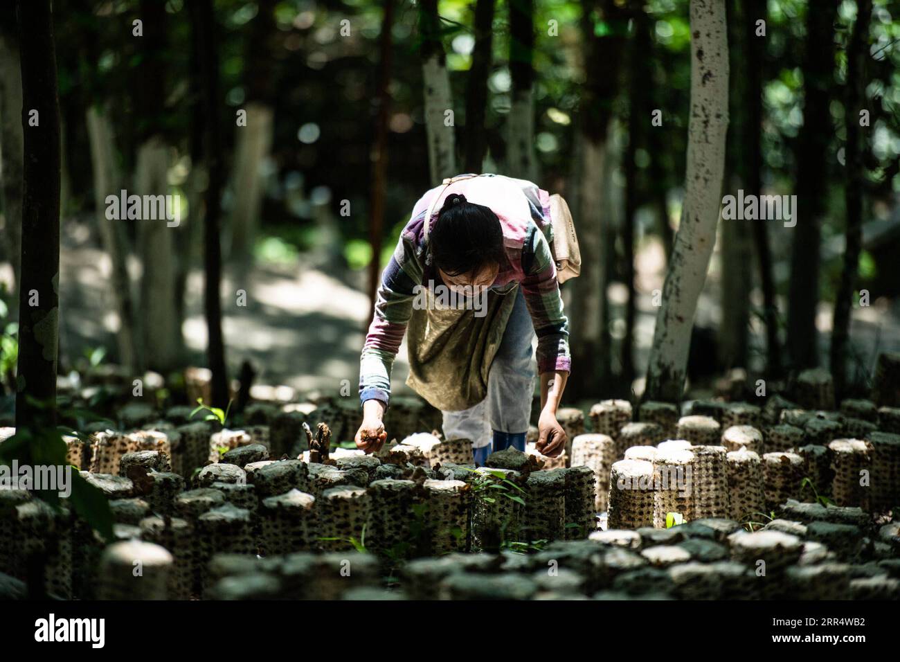 201214 -- PEKING, 14. Dezember 2020 -- Ein Bauer erntet essbare Baumpilze im Dorf Lashui im Congjiang County, Südwestchinesische Provinz Guizhou, 18. Mai 2020. China hat alle 832 verarmten Bezirke landesweit von der Armutsliste gestrichen. Die Entwicklungsländer haben eine wichtige Rolle bei den Bemühungen des Landes um Armutsbekämpfung gespielt, die für die kontinuierliche Konsolidierung der Errungenschaften der Armutsbekämpfung weiterhin von grundlegender Bedeutung sein werden. Statistiken des chinesischen Ministeriums für Landwirtschaft und ländliche Angelegenheiten zeigen, dass alle 832 verarmten Bezirke mehr als eine Million Industrieprojekte durchgeführt haben Stockfoto