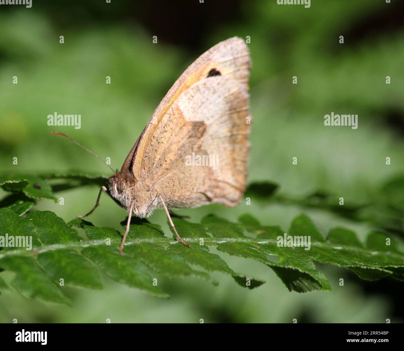Wiese braun Schmetterling (Maniola Jurtina) Stockfoto