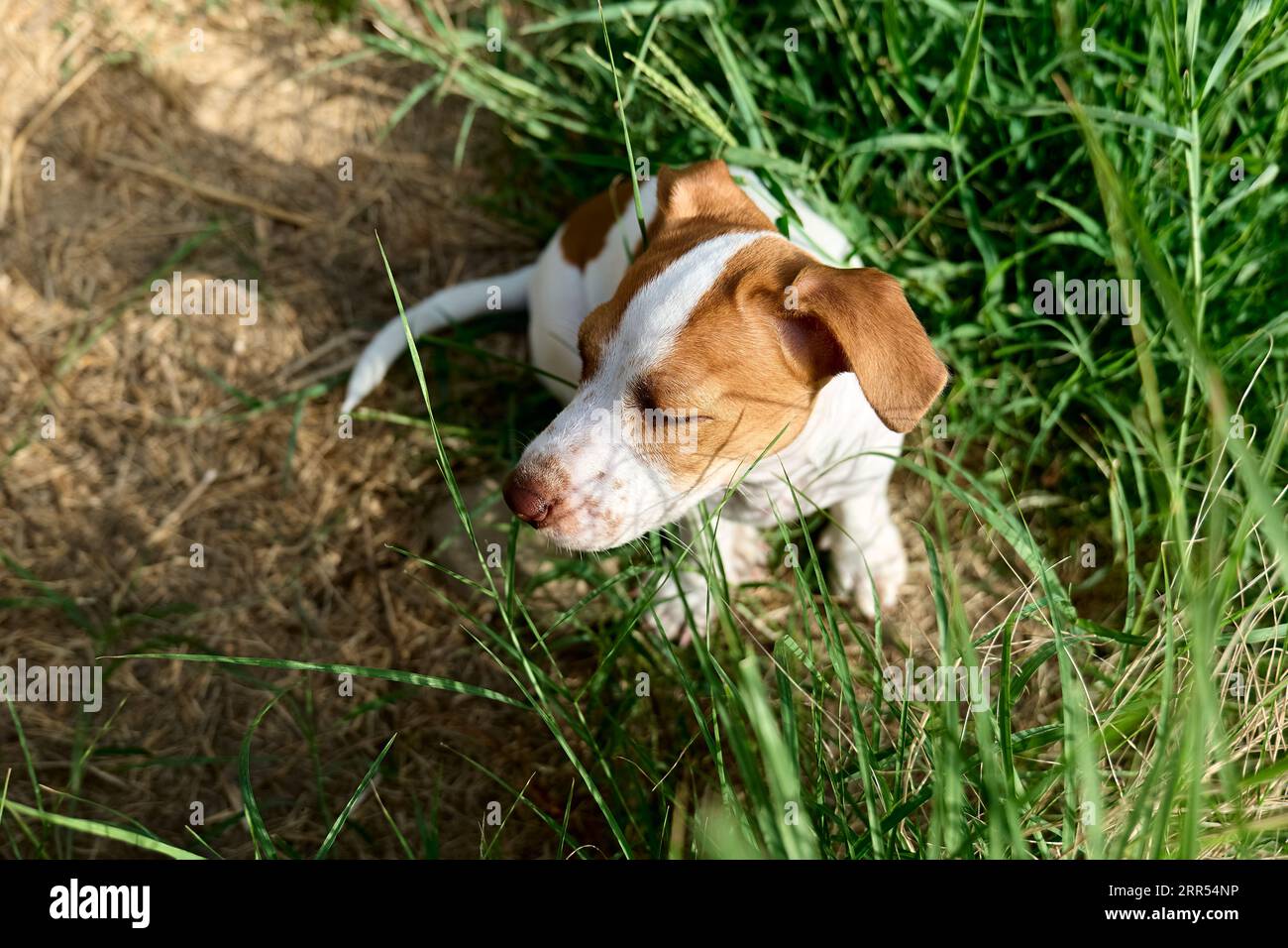 Jack Russell Terrier Hündchen spielen draußen. Niedlicher, süßer weißer Hund mit lustigen braunen Pelzflecken, der auf grünem Gras im Garten sitzt. Stockfoto