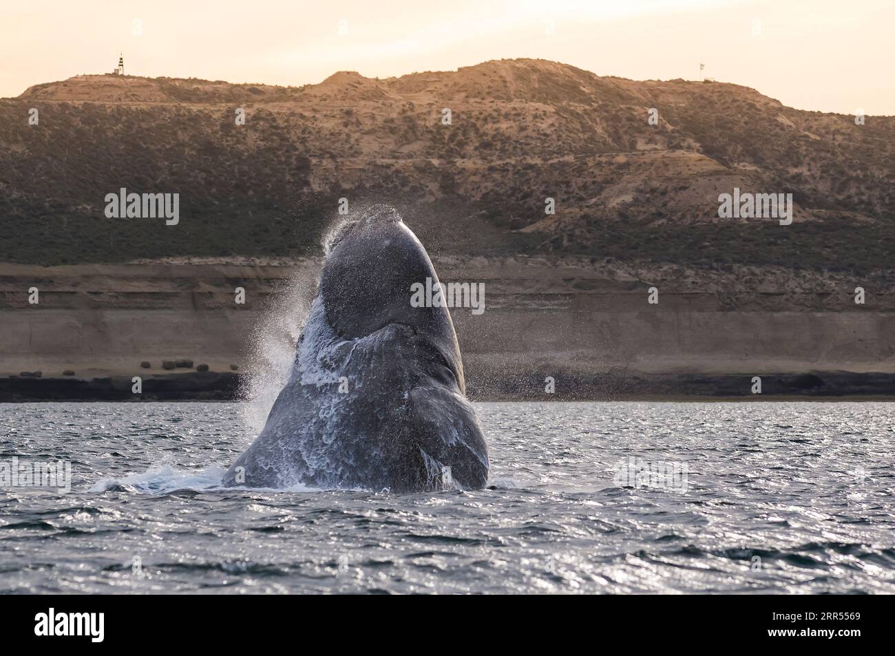 Walspringen, Halbinsel Valdes, Patagonien, Argentinien. Stockfoto