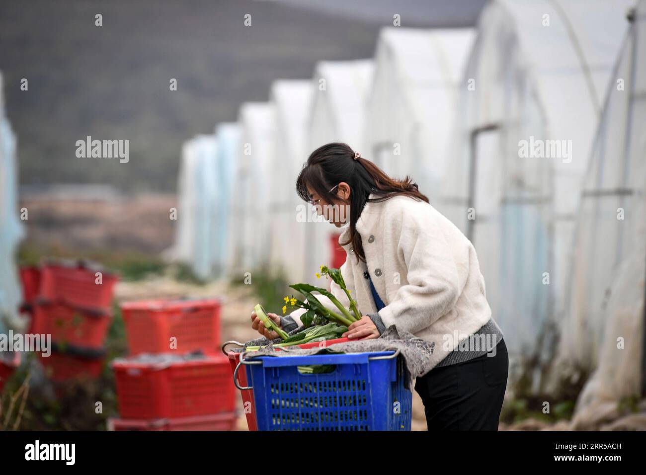 201229 -- YINCHUAN, 29. Dezember 2020 -- Feng Yahong überprüft Gemüse, das im Xiji County, der nordwestchinesischen Autonomen Region Ningxia Hui, am 29. Oktober 2020 transportiert werden soll. Xihaigu, eines der ärmsten Gebiete Chinas in Ningxia, wurde am 16. November 2020 von der nationalen Armutsliste gestrichen. Der Sieg ist ein weiterer Meilenstein in Chinas Kampagne zur Beseitigung der absoluten Armut, bei der ihre Macht eine unverzichtbare Rolle spielte. Feng Yahong, eine 33-jährige Landfrau, die in den Gebieten lebt, hat vielen einheimischen Frauen geholfen, die Armut zu beseitigen, indem sie sie bei der Anpflanzung von V geführt hat Stockfoto