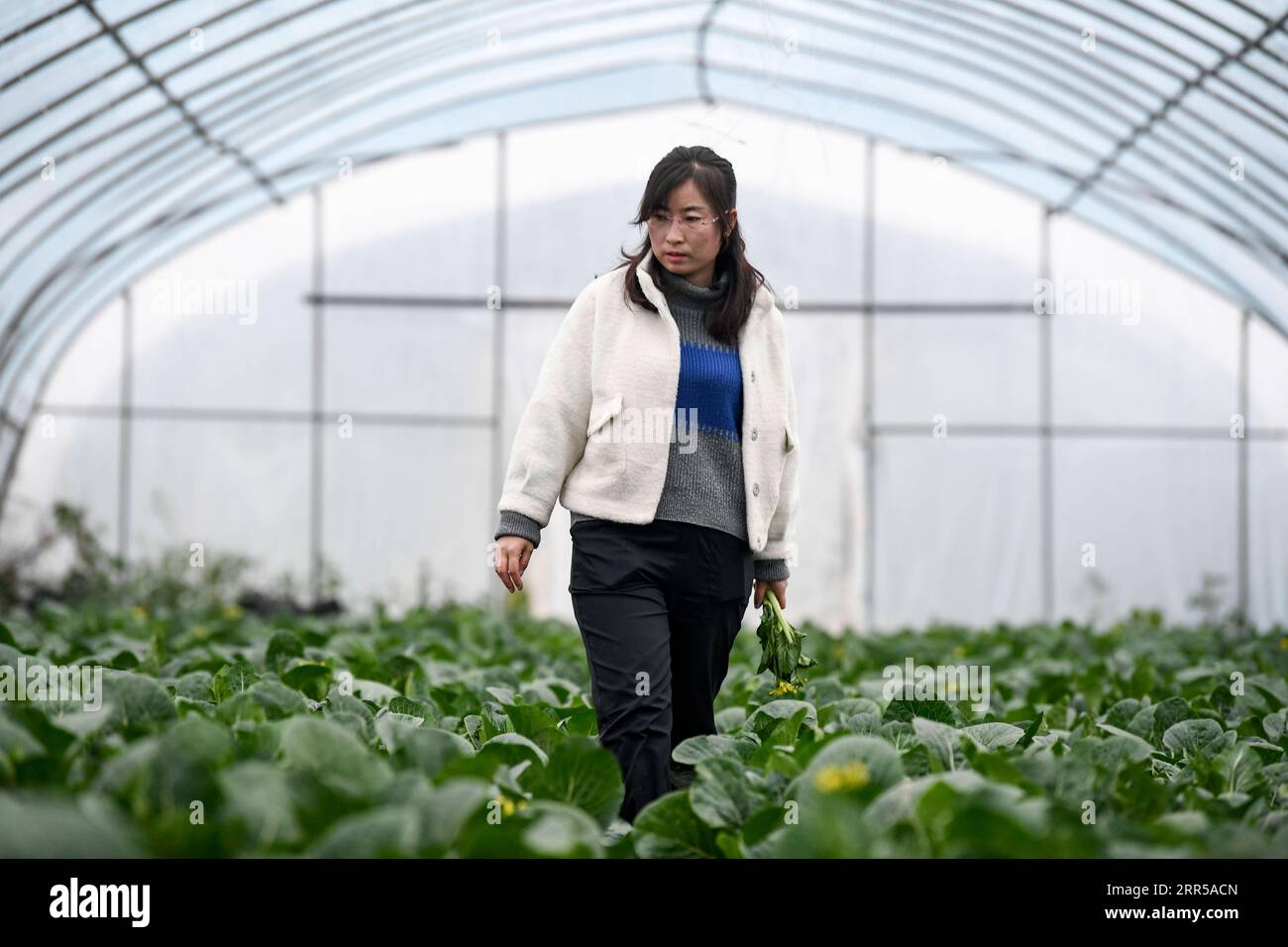 201229 -- YINCHUAN, 29. Dezember 2020 -- Feng Yahong kontrolliert das Wachstum von Gemüse in einem Gewächshaus im Xiji County, NORDWESTCHINA Ningxia Hui Autonomous Region, 29. Oktober 2020. Xihaigu, eines der ärmsten Gebiete Chinas in Ningxia, wurde am 16. November 2020 von der nationalen Armutsliste gestrichen. Der Sieg ist ein weiterer Meilenstein in Chinas Kampagne zur Beseitigung der absoluten Armut, bei der ihre Macht eine unverzichtbare Rolle spielte. Feng Yahong, eine 33-jährige Landfrau, die in den Gebieten lebt, hat vielen einheimischen Frauen geholfen, die Armut zu beseitigen, indem sie sie i führte Stockfoto