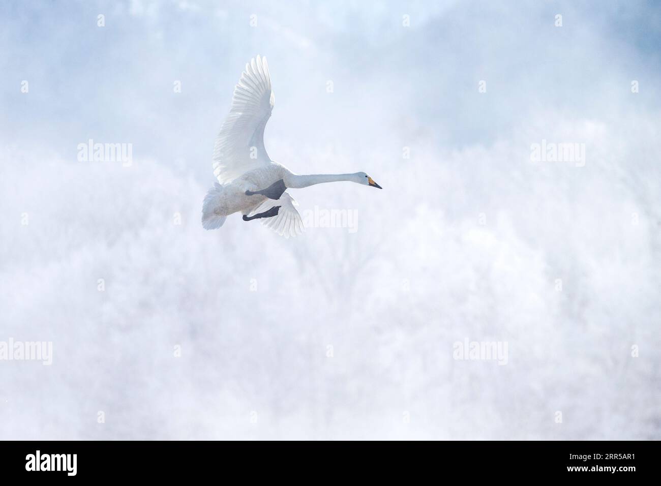 Schwan (Cygnus Cygnus) im Flug. Vogel in der Luft gegen blauen Himmel mit Wolken. Lake Kussharo, Hokkaido, Japan Stockfoto