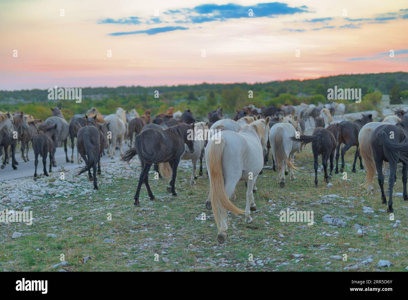 Wilde Pferde bei Sonnenuntergang auf dem Mostar Plateau Stockfoto