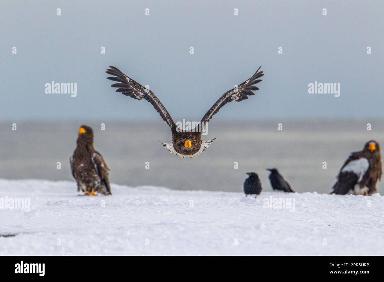 Stellers Eagle im Flug über weißem Schnee. Fliegt in Richtung Kamera. Hokkaido, Japan Stockfoto