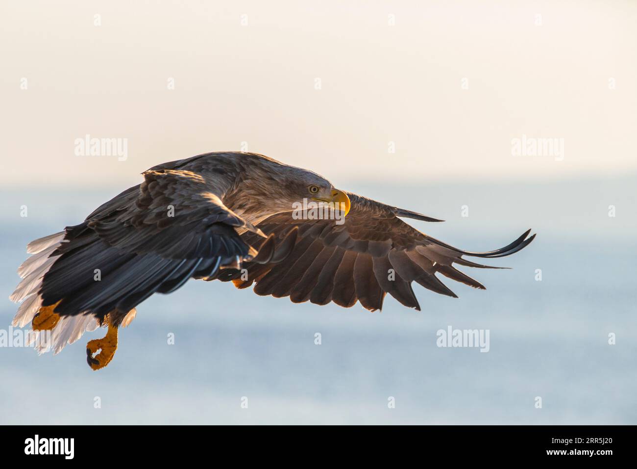 Weißschwanzadler im Flug über dem japanischen Ozean. Hokkaido, Japan Stockfoto