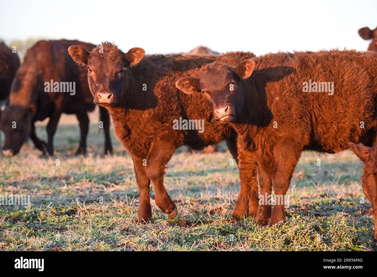 Rinderherde in der argentinischen Landschaft, Provinz La Pampa, Patagonien, Argentinien. Stockfoto