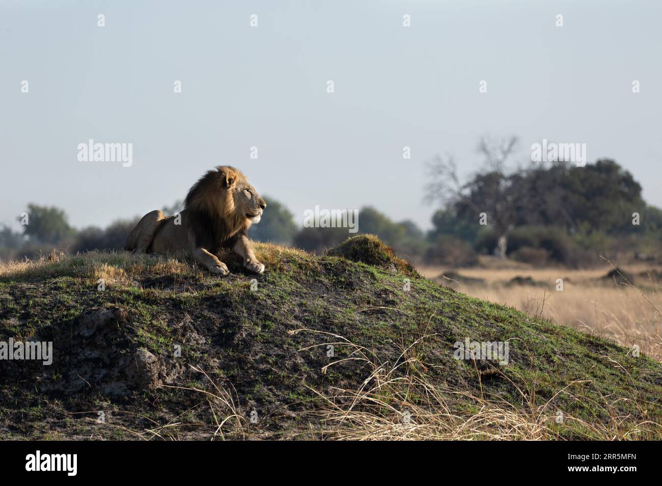 Nach einer langen Nacht auf der Jagd durchsucht ein einsamer Löwe im Okavango-Delta eine offene Ebene für Beute. Stockfoto