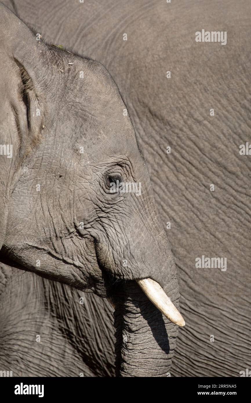 Ein Seitenprofil eines afrikanischen Elefantengesichts mit langen Wimpern, Augen, Rumpf und dicker Haut. Okavango Delta, Botsuana. Stockfoto