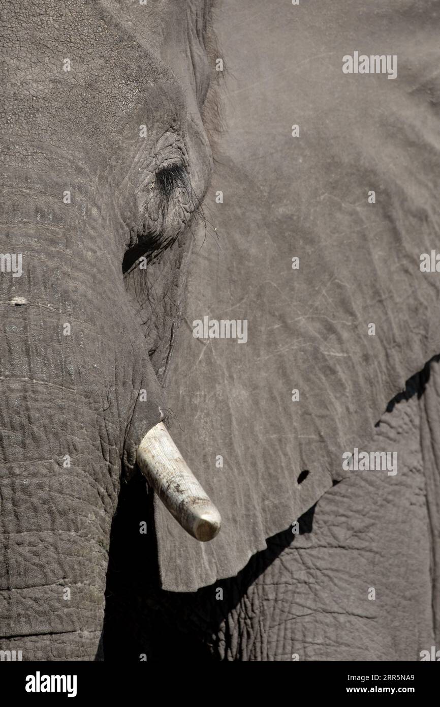 Ein Seitenprofil eines afrikanischen Elefantengesichts mit langen Wimpern, Augen, Rumpf und dicker Haut. Okavango Delta, Botsuana. Stockfoto