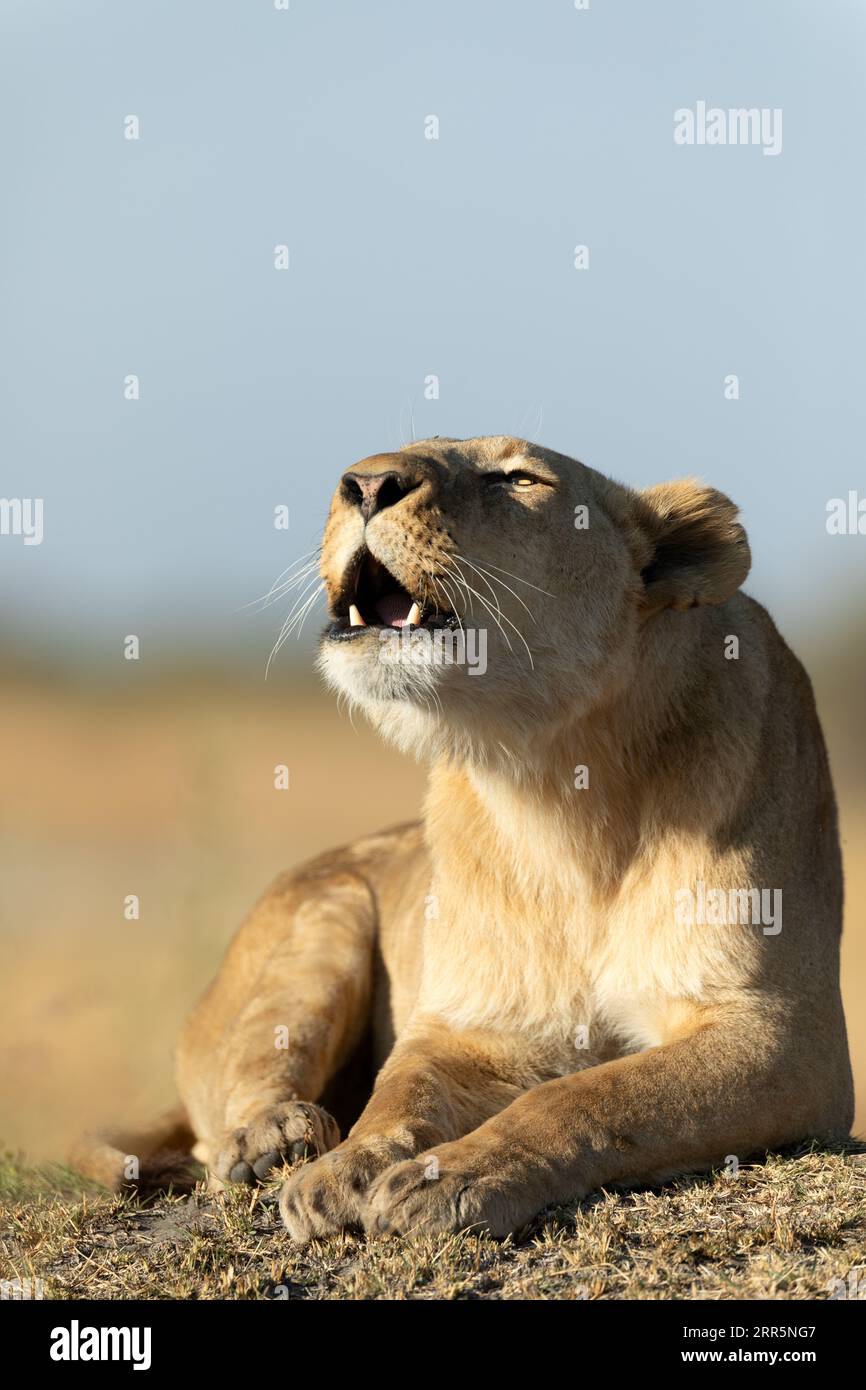 Ein Löwe brüllt aus einer Ruhestellung im warmen Morgenlicht, das die Kanana-Konzession im Okavango-Delta, Botswana, bedeckt. Stockfoto
