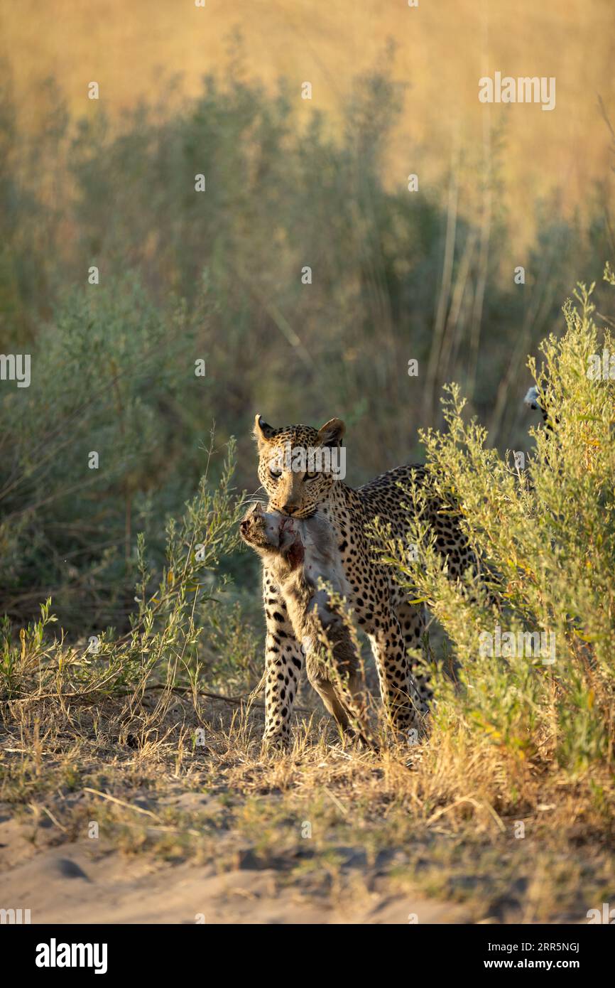 Ein weiblicher Leoparde bewegt sich nach einer erfolgreichen Jagd durch das Unterholz. Sie hat einen Vervet-Affen geschnappt und bringt ihn jetzt zurück zu ihrem Jungtier. Stockfoto