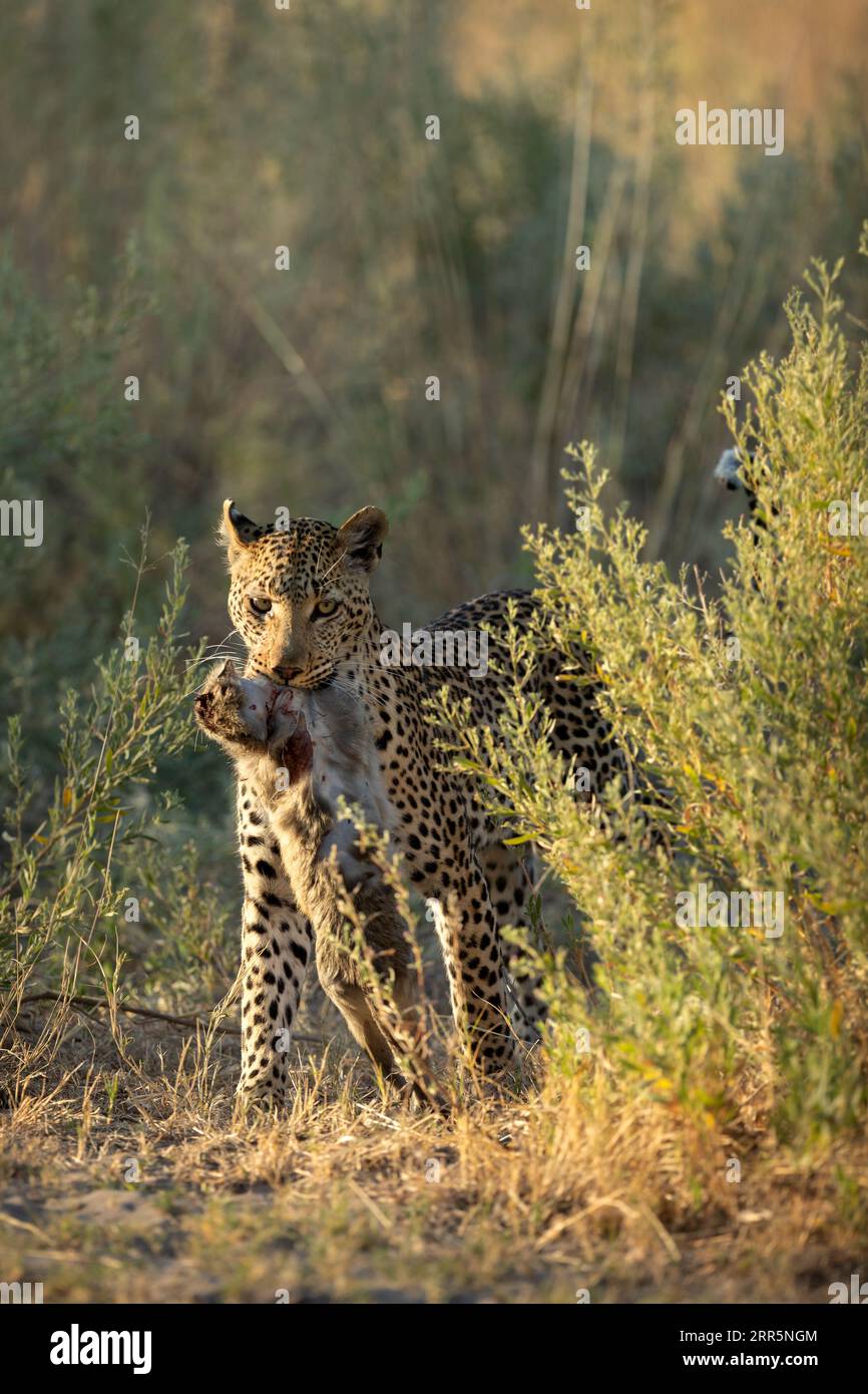 Ein weiblicher Leoparde bewegt sich nach einer erfolgreichen Jagd durch das Unterholz. Sie hat einen Vervet-Affen geschnappt und bringt ihn jetzt zurück zu ihrem Jungtier. Stockfoto