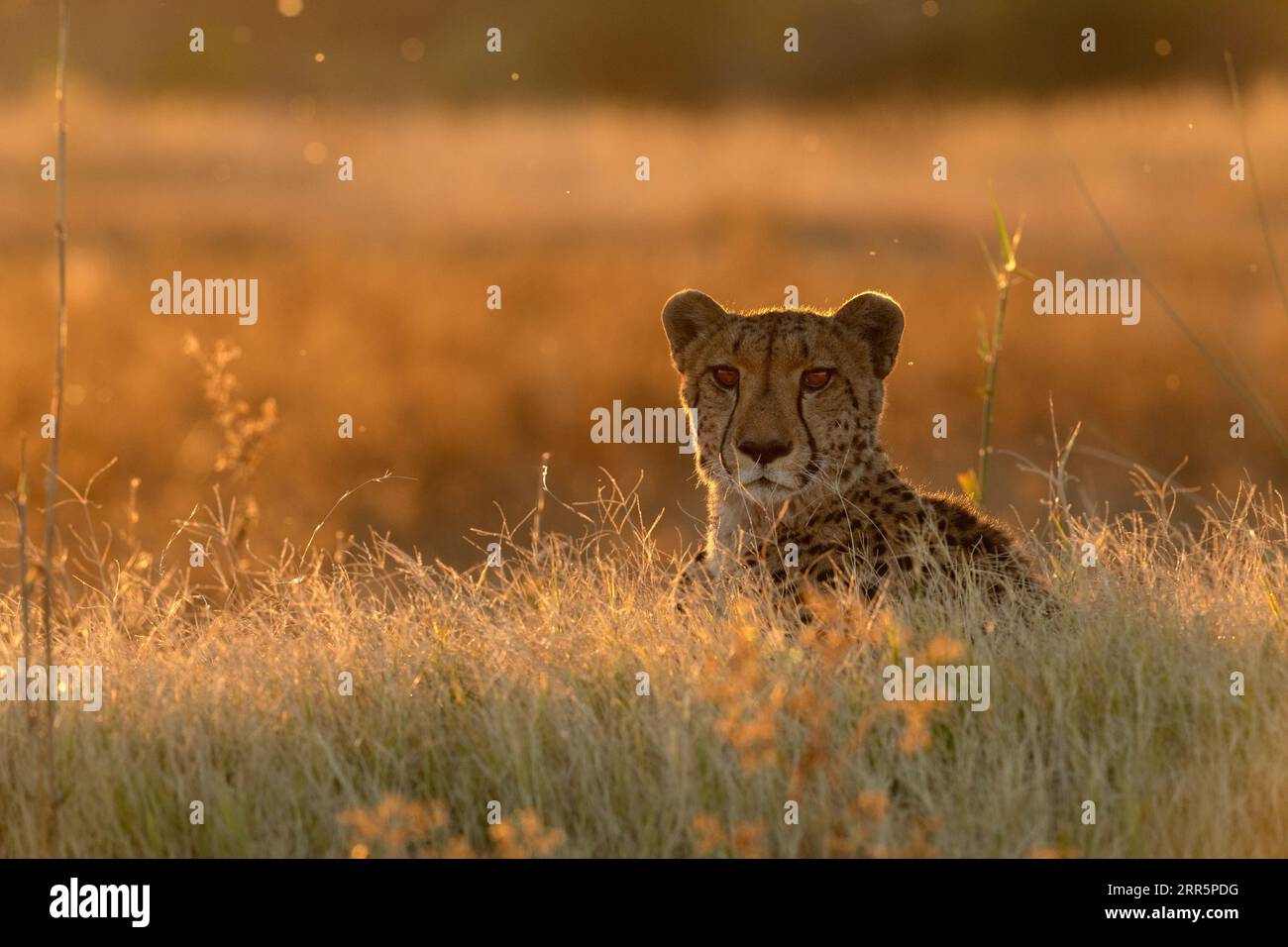 Ein Gepard ruht im goldenen Nachmittagslicht, das sein Gesicht hinterleuchtet. Okavango Delta, Botsuana. Stockfoto