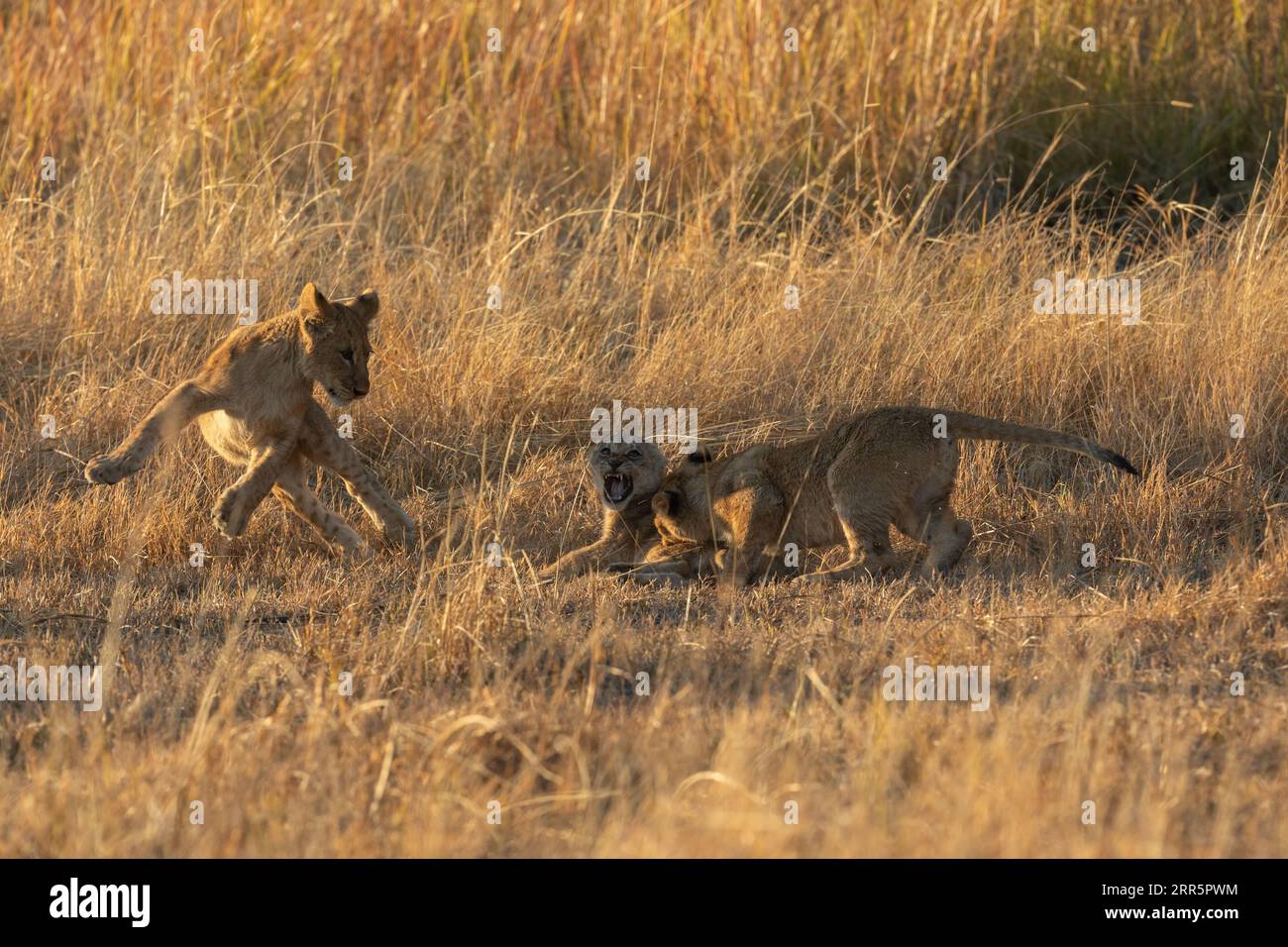 Drei Jungen spielen Spiele im warmen Morgenlicht, nachdem ihre Mutter in ihr Nachtversteck Kanana Concession, Okavango Delta, Botsw, zurückgekehrt war Stockfoto