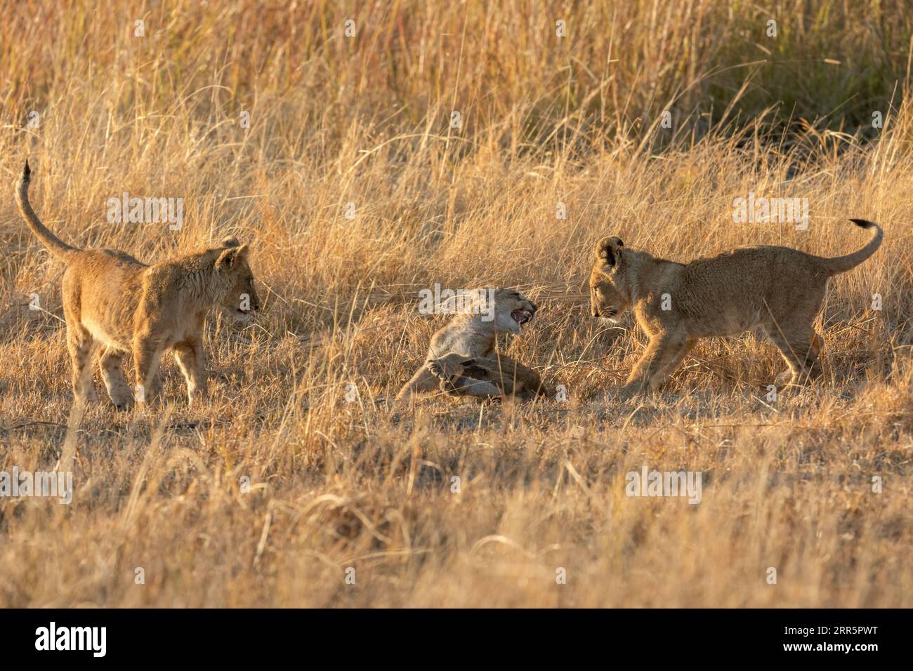 Drei Jungen spielen Spiele im warmen Morgenlicht, nachdem ihre Mutter in ihr Nachtversteck Kanana Concession, Okavango Delta, Botsw, zurückgekehrt war Stockfoto