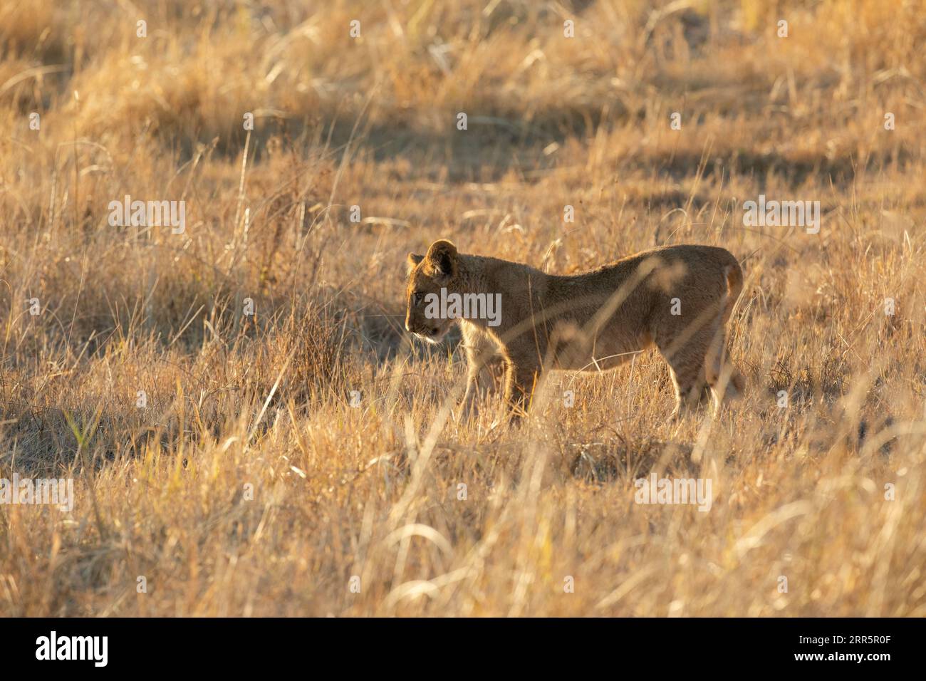 Ein einzelnes Junges schaut in das lange Gras und inspiziert etwas, das sich vor der Linse versteckt, Kanana Konzession, Okavango Delta, Botswana. Stockfoto