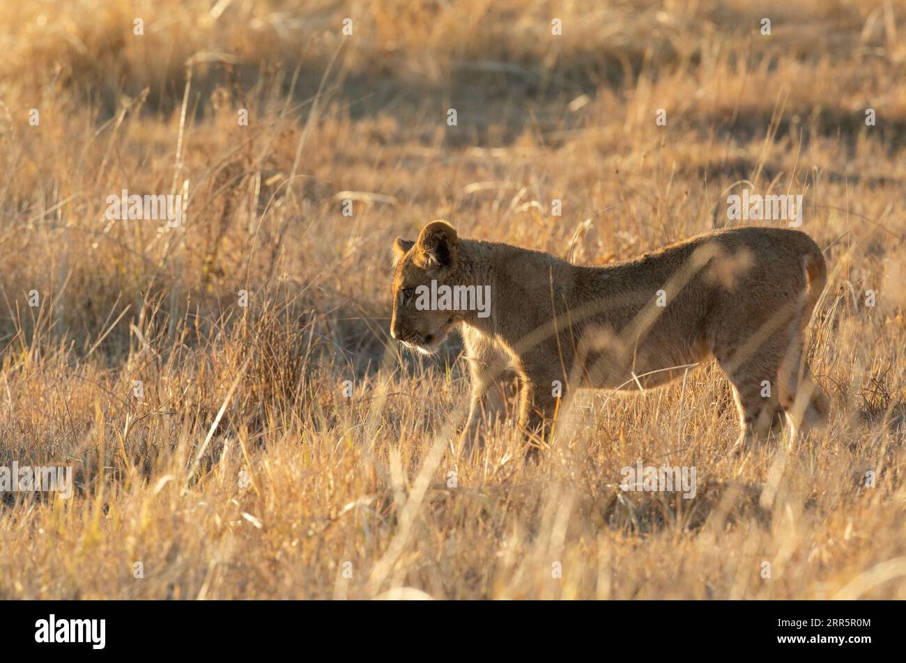 Ein einzelnes Junges schaut in das lange Gras und inspiziert etwas, das sich vor der Linse versteckt, Kanana Konzession, Okavango Delta, Botswana. Stockfoto
