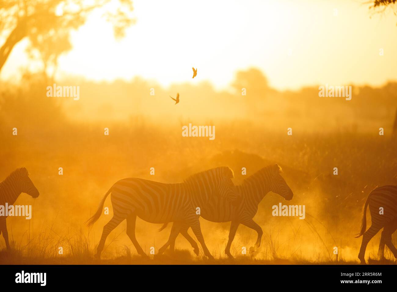 Helles Sonnenlicht erleuchtet Staub, während eine Herde Zebras durch ihn hindurchläuft. Kanana, Okavango Delta. Stockfoto