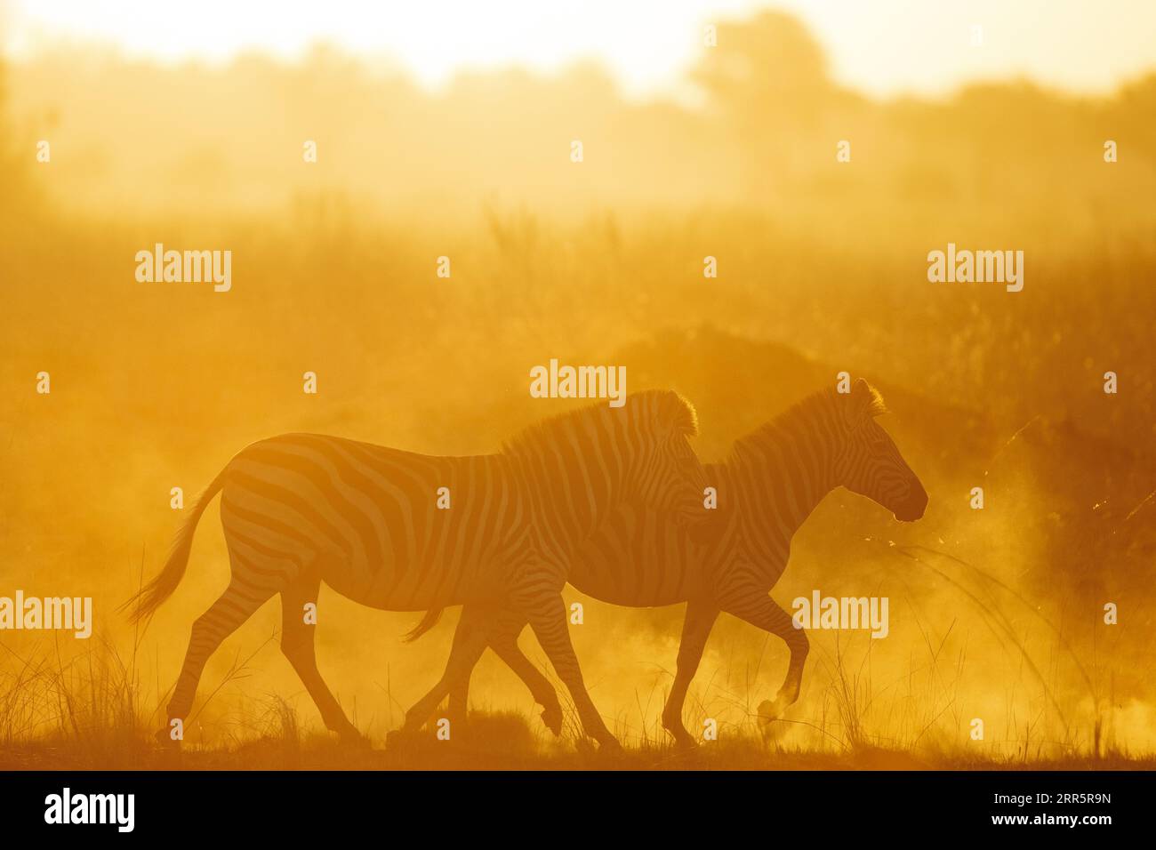 Helles Sonnenlicht erleuchtet Staub, während eine Herde Zebras durch ihn hindurchläuft. Kanana, Okavango Delta. Stockfoto