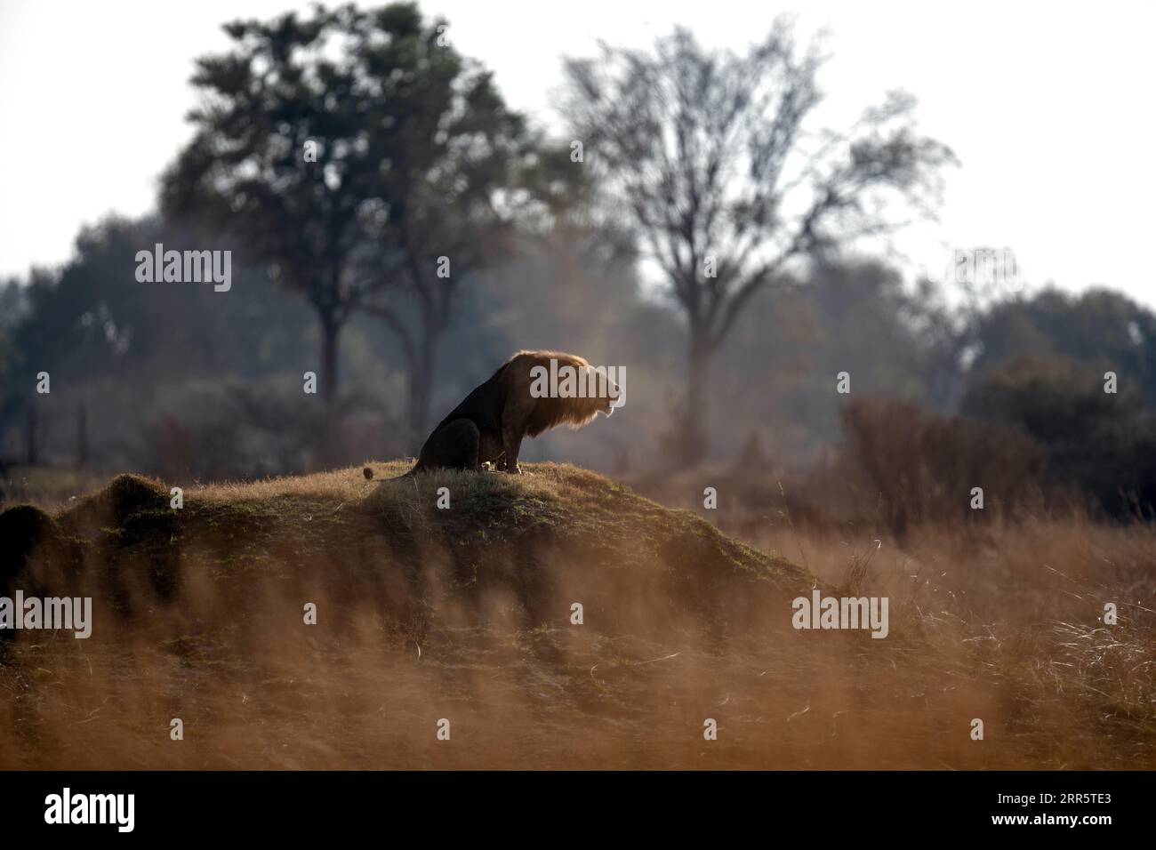 Ein männlicher Löwe brüllt zu seinem Stolz nach einer morgendlichen Patrouille in der offenen Savanne in Kanana, Okavango Delta, Botswana. Stockfoto