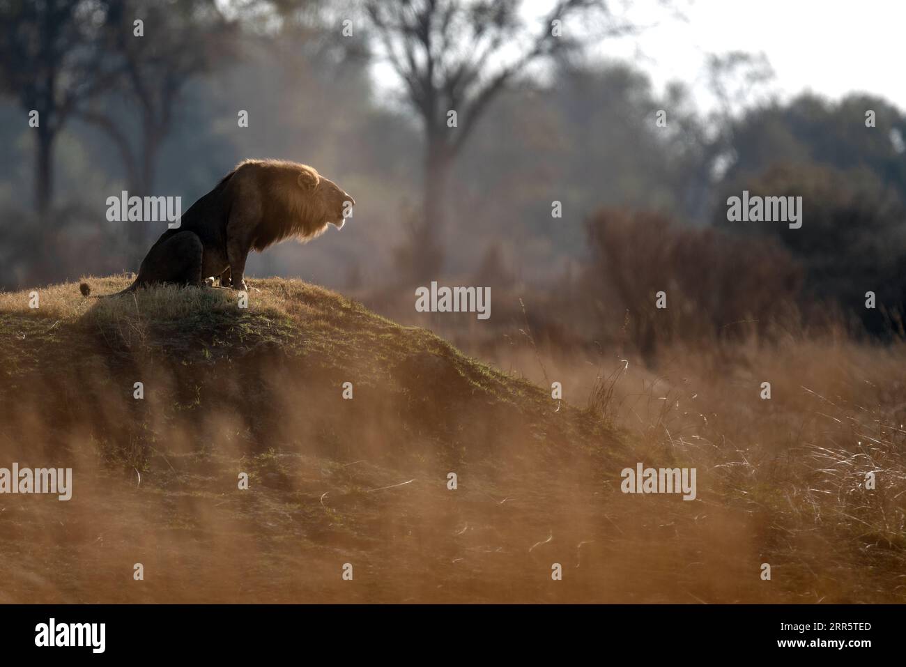 Ein männlicher Löwe brüllt zu seinem Stolz nach einer morgendlichen Patrouille in der offenen Savanne in Kanana, Okavango Delta, Botswana. Stockfoto