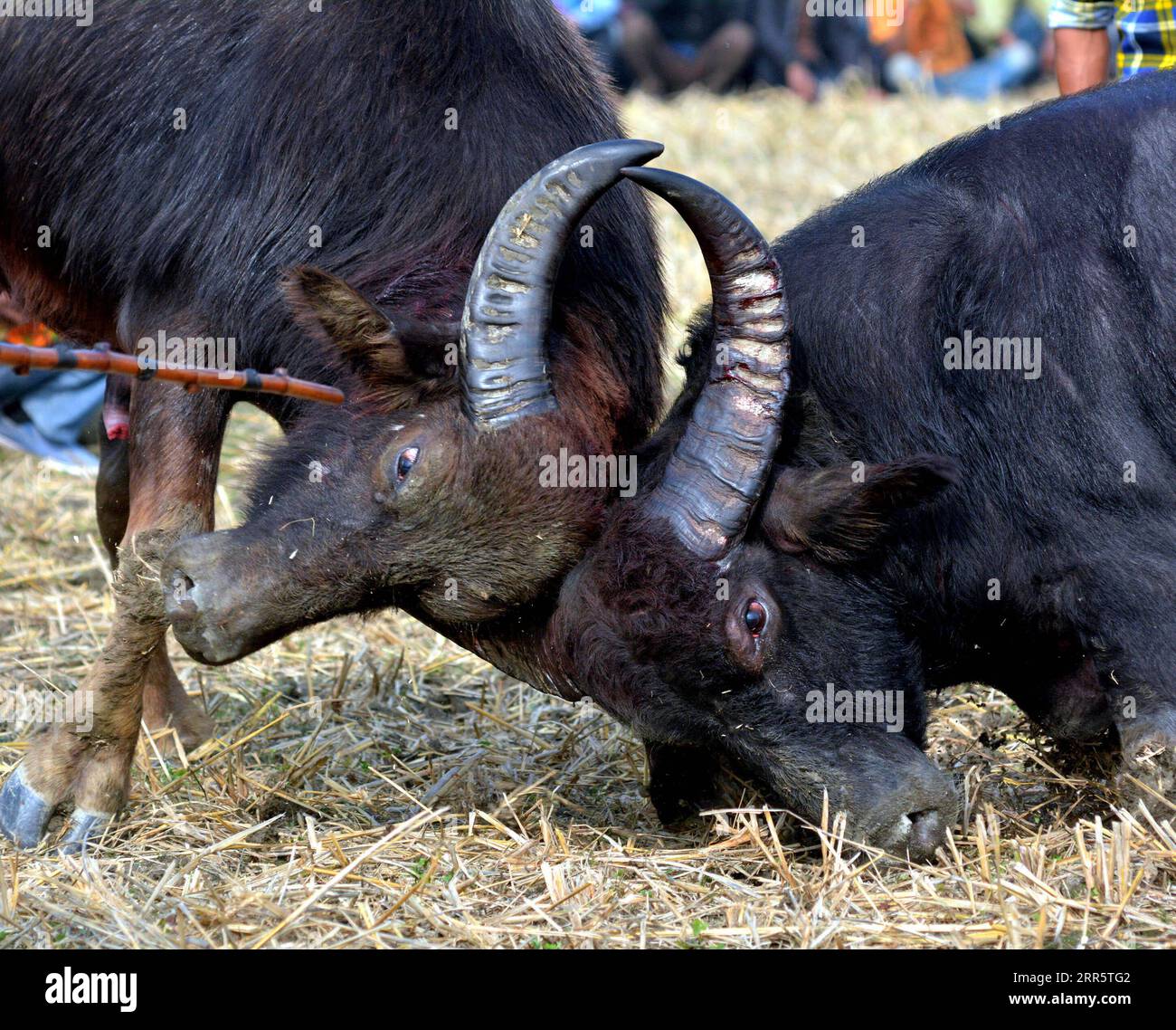 210115 -- MORIGAON, 15. Januar 2021 -- zwei Büffel verschließen Hörner in einem Büffelkampf während des Magh Bihu Festivals im Morigaon Bezirk von Assam, Indien, 15. Januar 2021. STR/INDIA-MORIGAON-BUFFALO FIGHT-MAGH BIHU CELEBRATION xinhua PUBLICATIONxNOTxINxCHN Stockfoto