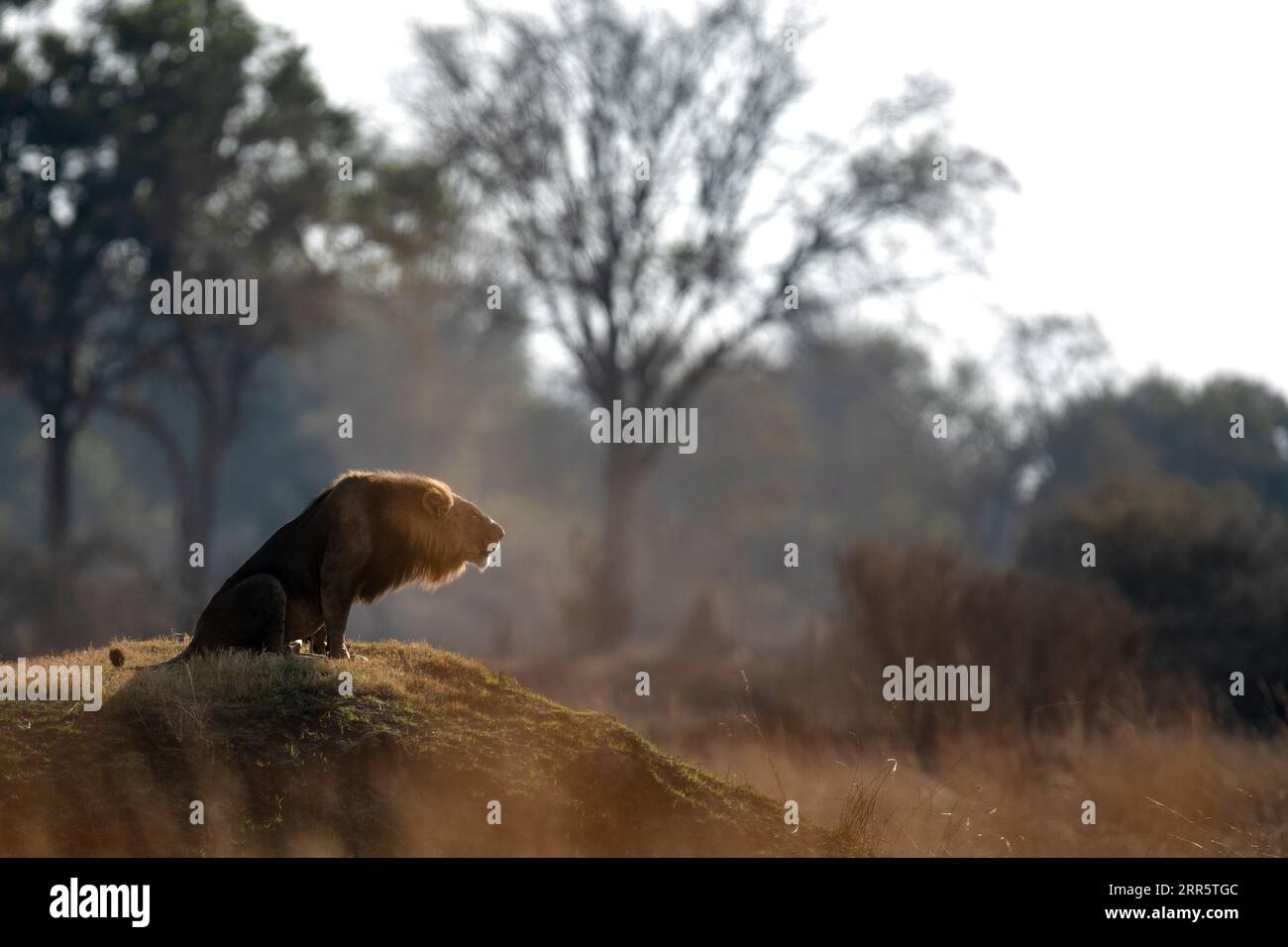 Ein männlicher Löwe brüllt zu seinem Stolz nach einer morgendlichen Patrouille in der offenen Savanne in Kanana, Okavango Delta, Botswana. Stockfoto