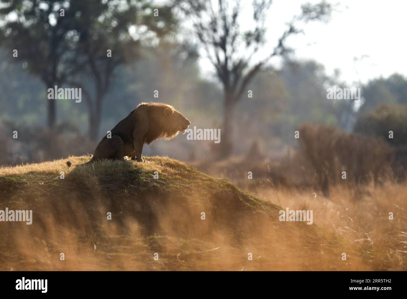 Ein männlicher Löwe brüllt zu seinem Stolz nach einer morgendlichen Patrouille in der offenen Savanne in Kanana, Okavango Delta, Botswana. Stockfoto