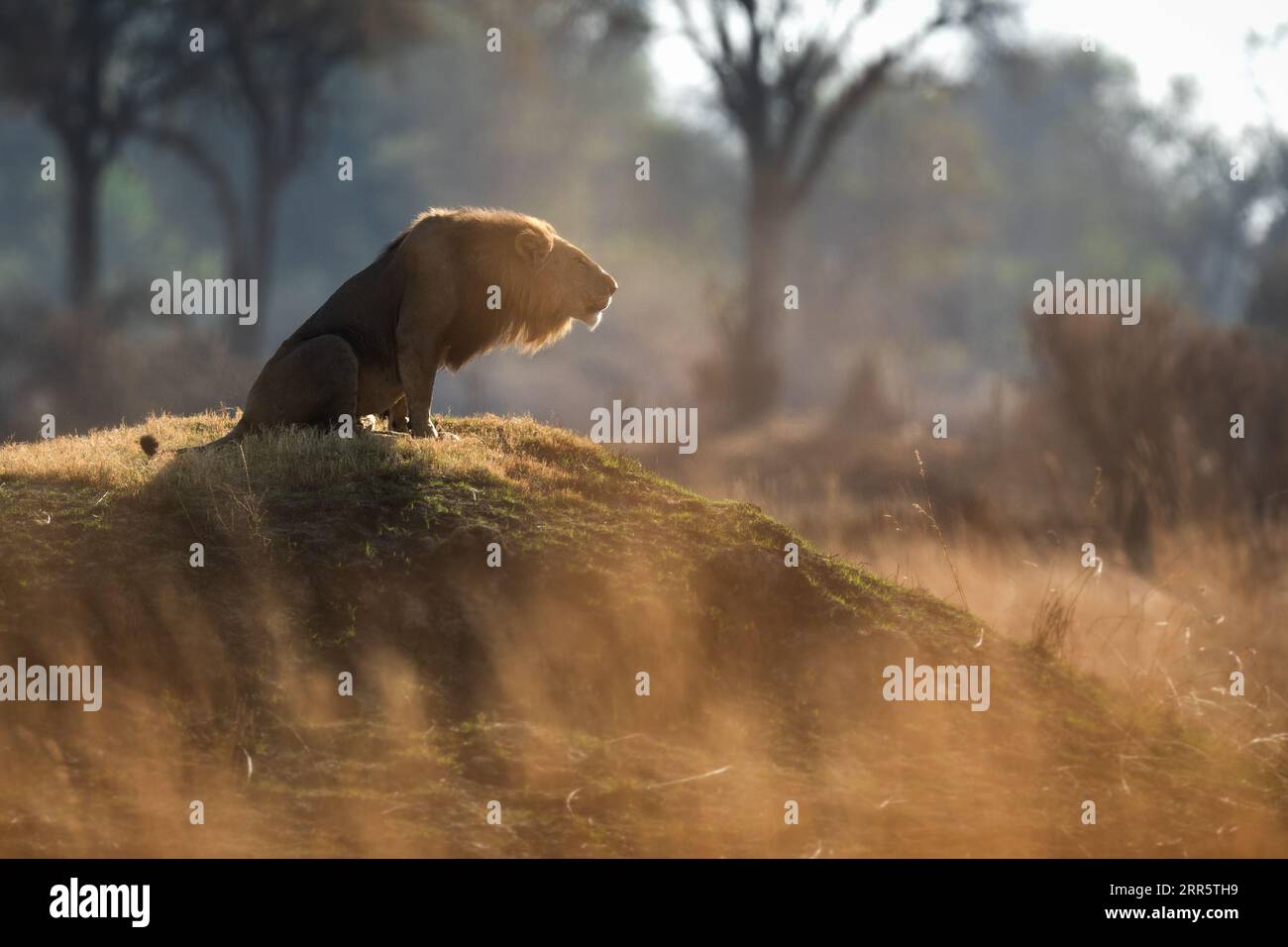 Ein männlicher Löwe brüllt zu seinem Stolz nach einer morgendlichen Patrouille in der offenen Savanne in Kanana, Okavango Delta, Botswana. Stockfoto