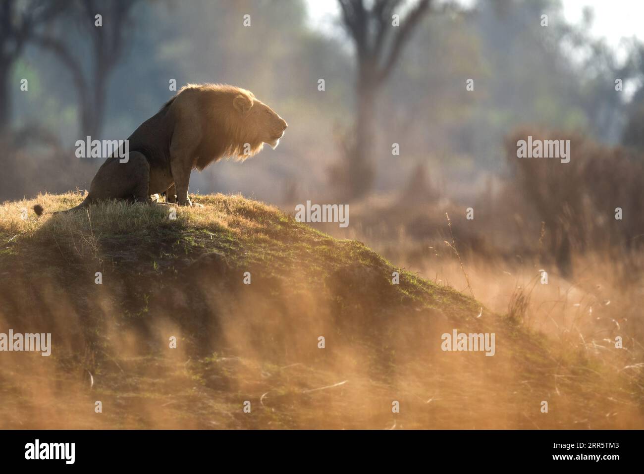 Ein männlicher Löwe brüllt zu seinem Stolz nach einer morgendlichen Patrouille in der offenen Savanne in Kanana, Okavango Delta, Botswana. Stockfoto