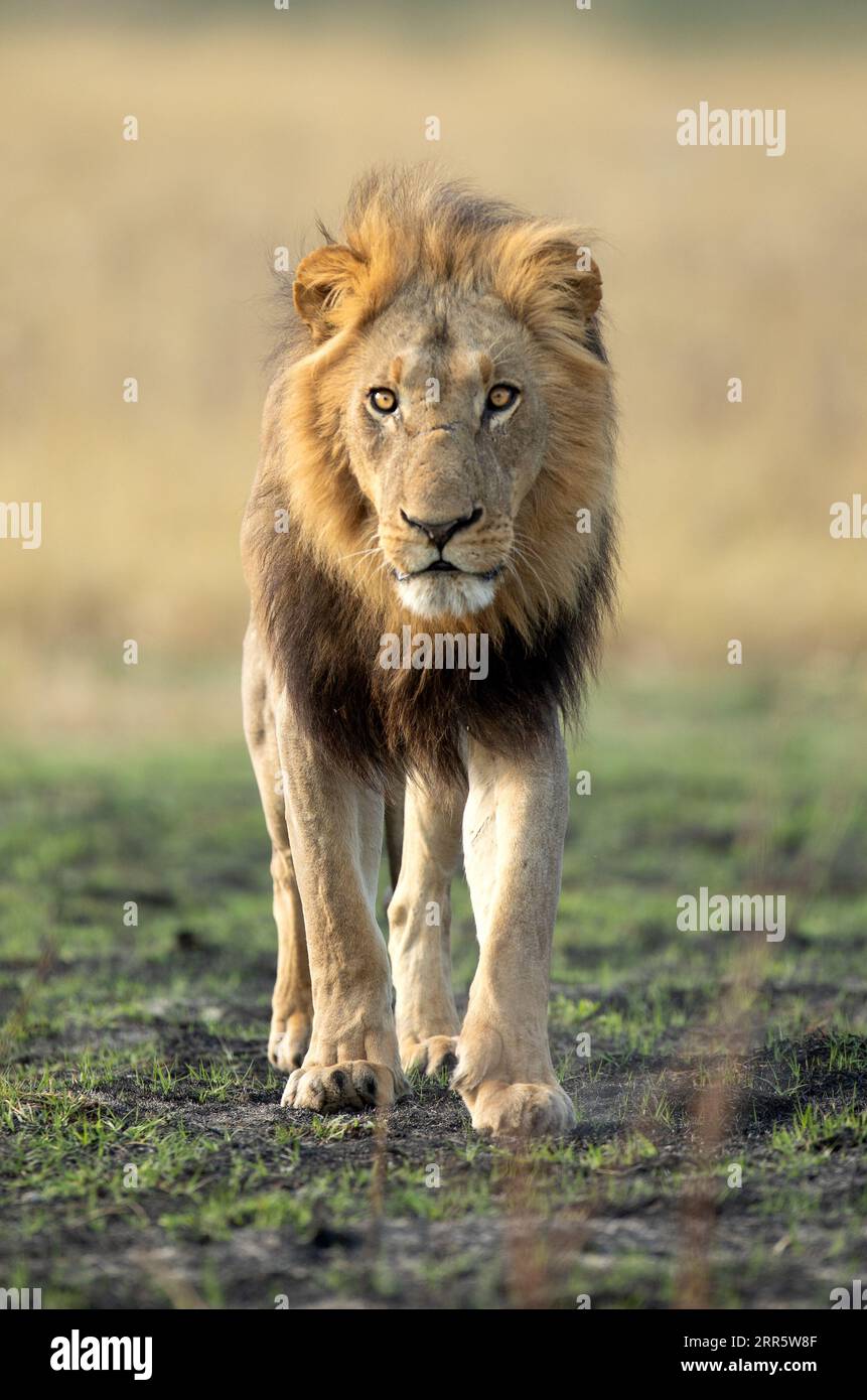 Ein starker männlicher Löwe wandert durch die offene Savanne im Okavango Delta, Botswana. Zusammen mit seinem Stolz fing er später einen Warzenschwein für einen kleinen Morgen-Mea Stockfoto