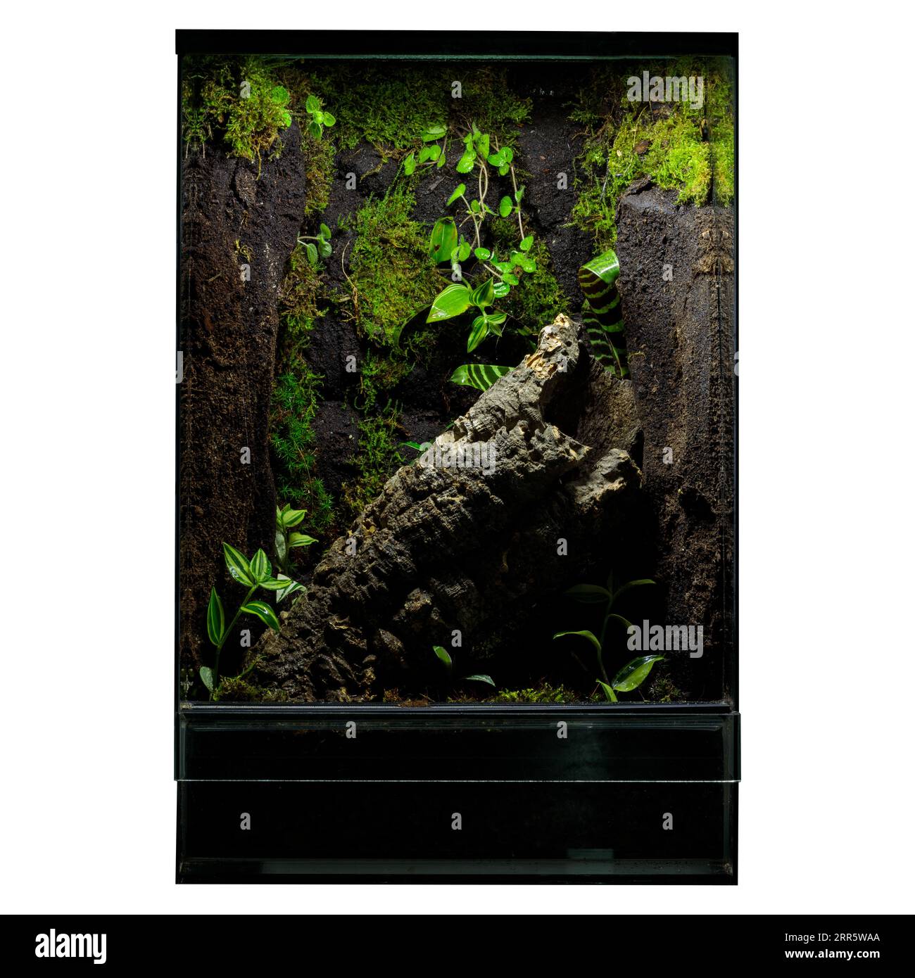 Highlight Greenery Terrarium: Ein Reptil-Vitrinengehäuse Stockfoto