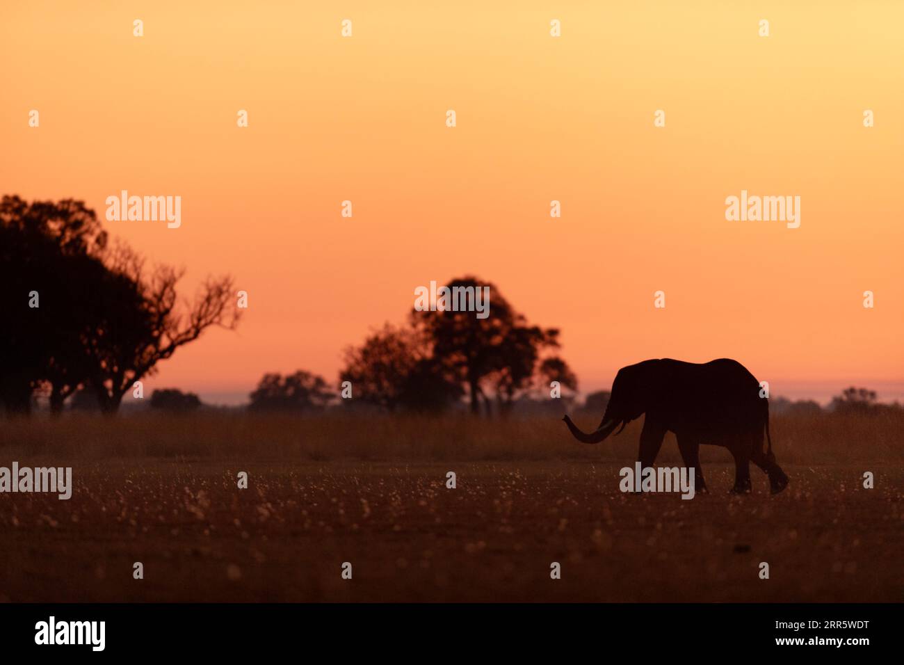 Ein einsamer Elefant geht durch offene Savanne und ist silhouettiert gegen einen leuchtenden roten, gelben und orangen Sonnenaufgang in Kanana, Okavango Delta. Stockfoto