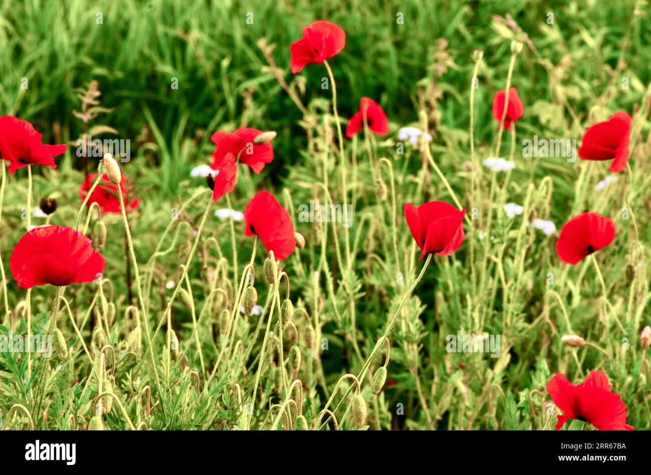 Schöne Mohnblumen auf einem Feld zwischen Graspflanzen. Stockfoto
