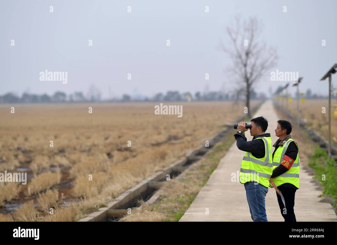 210131 -- NANCHANG, 31. Januar 2021 -- Lei Xiaoyong L und sein Kollege patrouillieren auf der Kangshan Farm im Yugan County, ostchinesische Provinz Jiangxi, 30. Januar 2021. LEI Xiaoyong ist Leiter der Wildtier- und Pflanzenschutzstation der Forstverwaltung des Yugan County. Eine der Aufgaben von Lei und seinen Kollegen ist es, Zugvögel am Poyang-See zu schützen, dem größten Süßwassersee Chinas und einem wichtigen Überwinterungsort für Wasservögel in Asien. In diesem Winter flog eine große Anzahl von weißen Kranichen zum Überwintern zur Kangshan Farm in Yugan, mit fast 3.000 auf dem Gipfel. Lokaler Autor Stockfoto