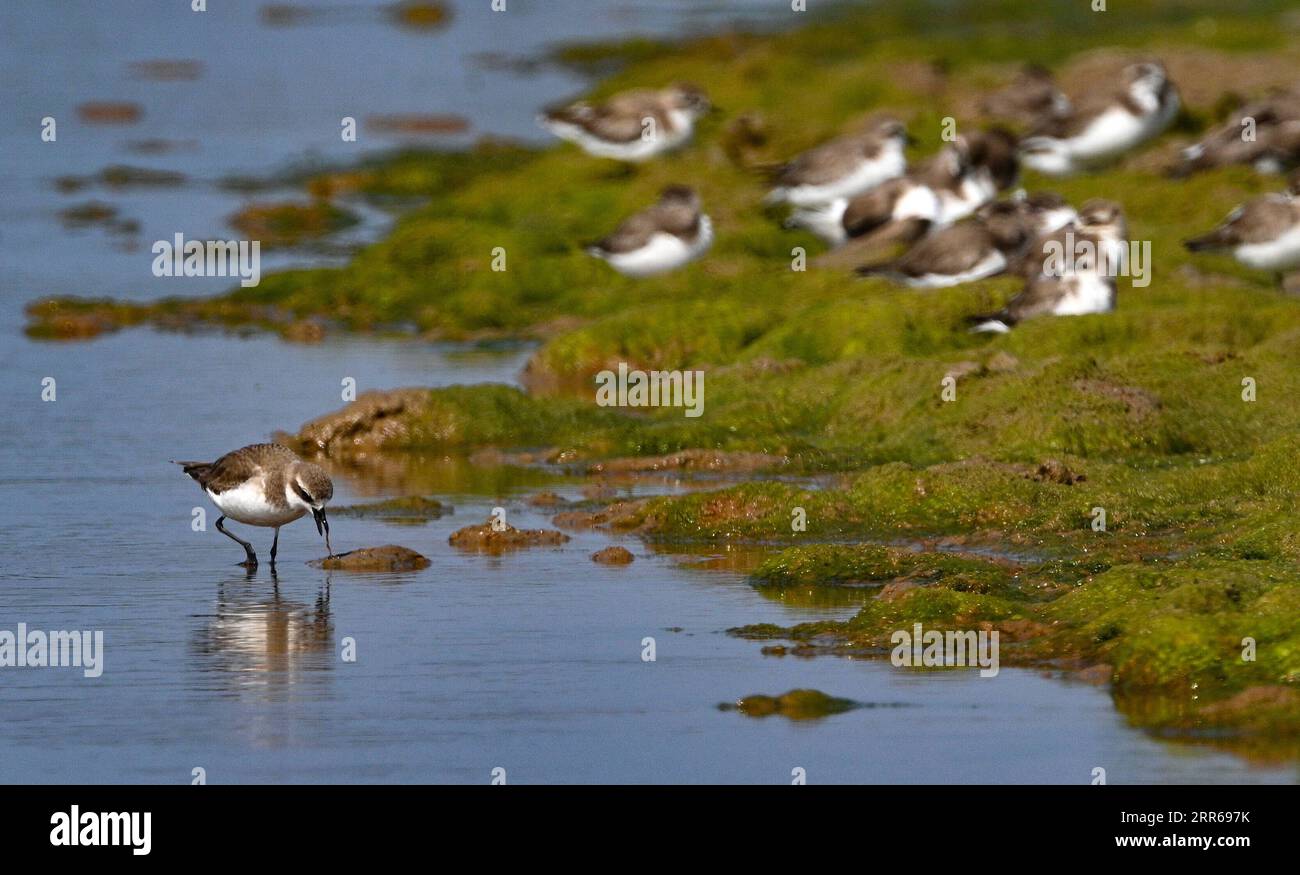 210201 -- HAIKOU, 2. Februar 2021 -- Ein kleiner Sandplover fortet im Xinyingwan Mangroven Naturschutzgebiet in Danzhou, Südchinesische Provinz Hainan, 19. Januar 2021. Die südchinesische Insel Hainan hat eine Umfrage über Wasservögel gestartet, die über die Insel hinweg überwintern und 50 Lebensräume von Wasservögeln an der Küste abdecken, um ihre Art, Anzahl und Verteilung besser zu verstehen. Im Rahmen der diesjährigen Erhebung wurden insgesamt 30.700 Wasservögel von 65 Arten erfasst. Am 2. Februar findet der 25. World Wetlands Day statt. Das Feuchtgebiet in Hainan erstreckt sich über eine Fläche von 320.000 Hektar und bietet damit einen günstigen Lebensraum für Wasservögel. Stockfoto