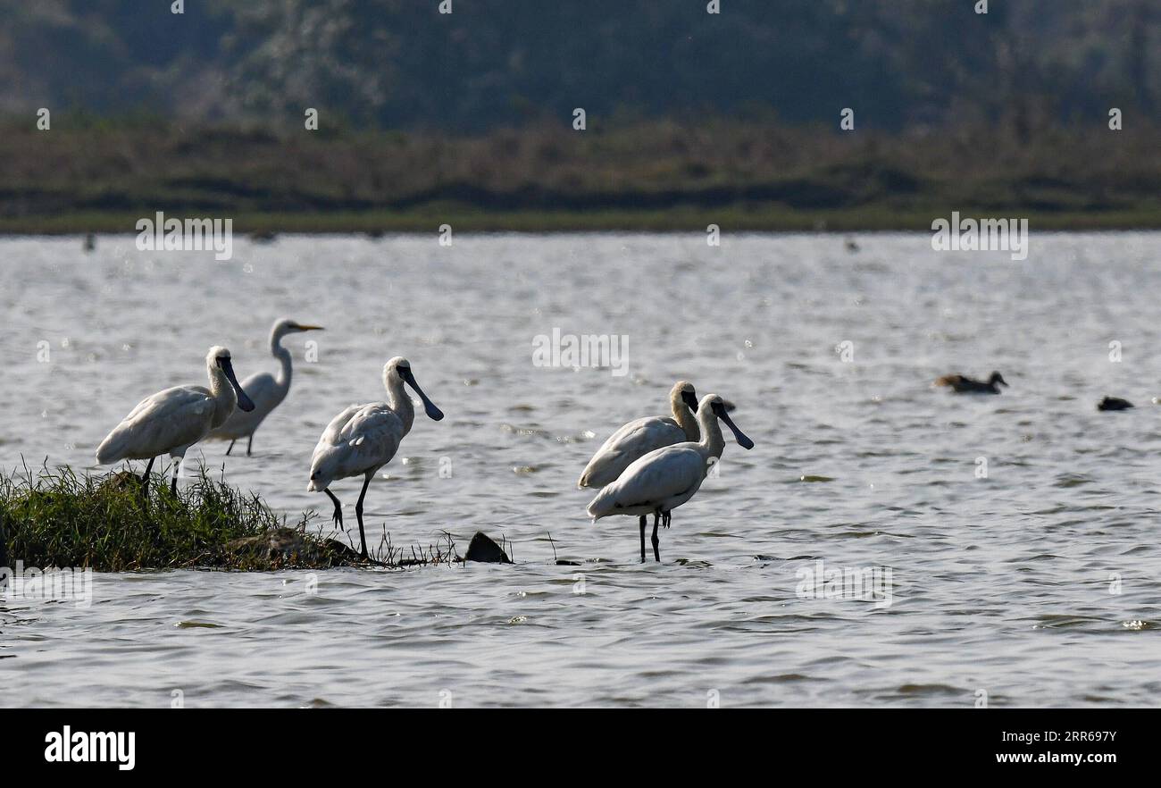 210201 -- HAIKOU, 2. Februar 2021 -- Schwarzgesichtige Löffellöffel ruhen im Dongzhaigang National Nature Reserve in Haikou, südchinesische Provinz Hainan, 13. Januar 2021. Die südchinesische Insel Hainan hat eine Umfrage über Wasservögel gestartet, die über die Insel hinweg überwintern und 50 Lebensräume von Wasservögeln an der Küste abdecken, um ihre Art, Anzahl und Verteilung besser zu verstehen. Im Rahmen der diesjährigen Erhebung wurden insgesamt 30.700 Wasservögel von 65 Arten erfasst. Am 2. Februar findet der 25. World Wetlands Day statt. Das Feuchtgebiet in Hainan erstreckt sich über eine Fläche von 320.000 Hektar und bietet damit einen günstigen Lebensraum für Wasservögel. Stockfoto