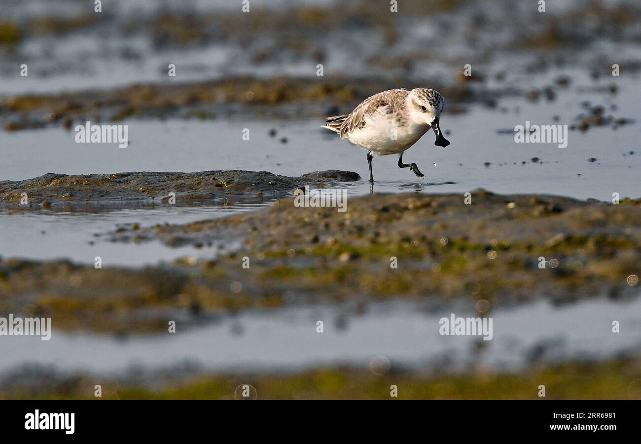 210201 -- HAIKOU, 2. Februar 2021 -- Ein Löffel-Sandpiper-Futter im Xinyingwan Mangroven Naturschutzgebiet in Danzhou, Südchinesische Provinz Hainan, 19. Januar 2021. Die südchinesische Insel Hainan hat eine Umfrage über Wasservögel gestartet, die über die Insel hinweg überwintern und 50 Lebensräume von Wasservögeln an der Küste abdecken, um ihre Art, Anzahl und Verteilung besser zu verstehen. Im Rahmen der diesjährigen Erhebung wurden insgesamt 30.700 Wasservögel von 65 Arten erfasst. Am 2. Februar findet der 25. World Wetlands Day statt. Das Feuchtgebiet in Hainan umfasst eine Fläche von 320.000 Hektar und bietet einen günstigen Lebensraum für Wasserbier Stockfoto