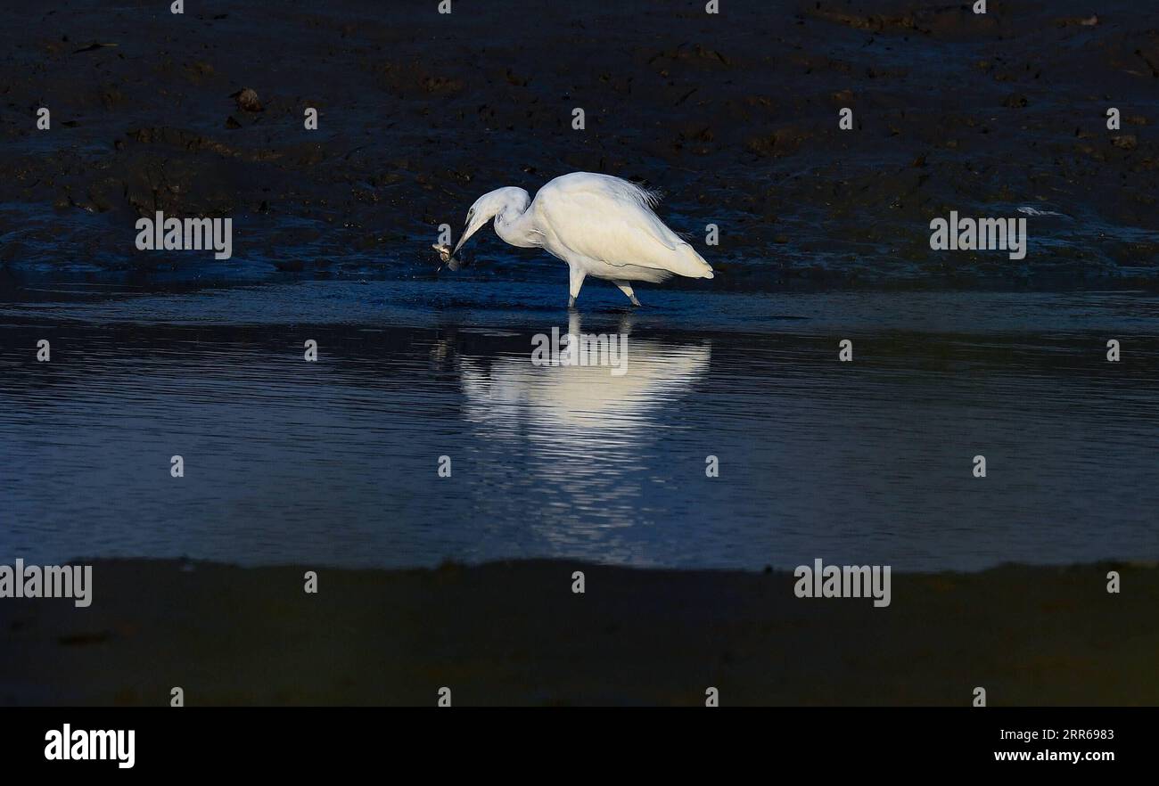 210201 -- HAIKOU, 2. Februar 2021 -- Ein Reiherfutter im Dongzhaigang National Nature Reserve in Haikou, südchinesische Provinz Hainan, 13. Januar 2021. Die südchinesische Insel Hainan hat eine Umfrage über Wasservögel gestartet, die über die Insel hinweg überwintern und 50 Lebensräume von Wasservögeln an der Küste abdecken, um ihre Art, Anzahl und Verteilung besser zu verstehen. Im Rahmen der diesjährigen Erhebung wurden insgesamt 30.700 Wasservögel von 65 Arten erfasst. Am 2. Februar findet der 25. World Wetlands Day statt. Das Feuchtgebiet in Hainan erstreckt sich über eine Fläche von 320.000 Hektar und bietet damit einen günstigen Lebensraum für Wasservögel. HAINAN LOO Stockfoto