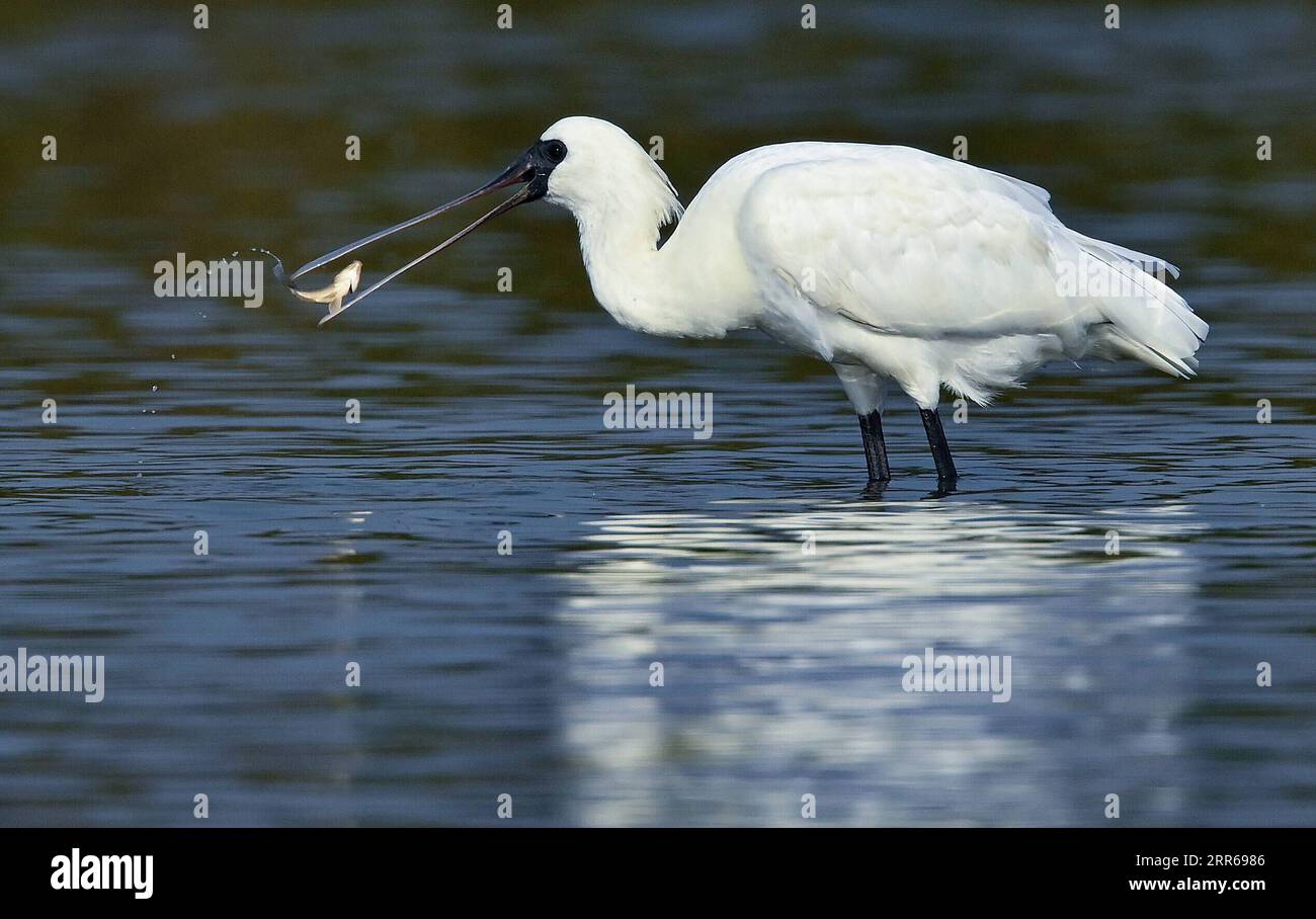 210201 -- HAIKOU, 2. Februar 2021 -- Ein schwarzgesichtiger Löffelschnabel fortet im Dorf Panshan in der Stadt Xinzhou in der Stadt Danzhou, Provinz Hainan in Südchina, 19. Januar 2021. Die südchinesische Insel Hainan hat eine Umfrage über Wasservögel gestartet, die über die Insel hinweg überwintern und 50 Lebensräume von Wasservögeln an der Küste abdecken, um ihre Art, Anzahl und Verteilung besser zu verstehen. Im Rahmen der diesjährigen Erhebung wurden insgesamt 30.700 Wasservögel von 65 Arten erfasst. Am 2. Februar findet der 25. World Wetlands Day statt. Das Feuchtgebiet in Hainan umfasst eine Fläche von 320.000 Hektar und bietet einen günstigen Lebensraum für Wasserbärke Stockfoto