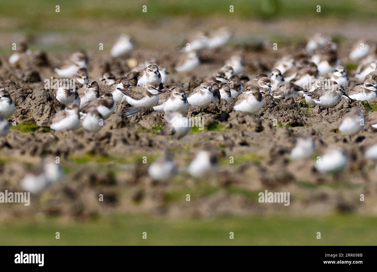 210201 -- HAIKOU, 2. Februar 2021 -- Eine Vogelschar ruht im Xinyingwan Mangroven Naturschutzgebiet in Danzhou, Südchinesische Provinz Hainan, 19. Januar 2021. Die südchinesische Insel Hainan hat eine Umfrage über Wasservögel gestartet, die über die Insel hinweg überwintern und 50 Lebensräume von Wasservögeln an der Küste abdecken, um ihre Art, Anzahl und Verteilung besser zu verstehen. Im Rahmen der diesjährigen Erhebung wurden insgesamt 30.700 Wasservögel von 65 Arten erfasst. Am 2. Februar findet der 25. World Wetlands Day statt. Das Feuchtgebiet in Hainan erstreckt sich über eine Fläche von 320.000 Hektar und bietet damit einen günstigen Lebensraum für Wasservögel. HAINA Stockfoto