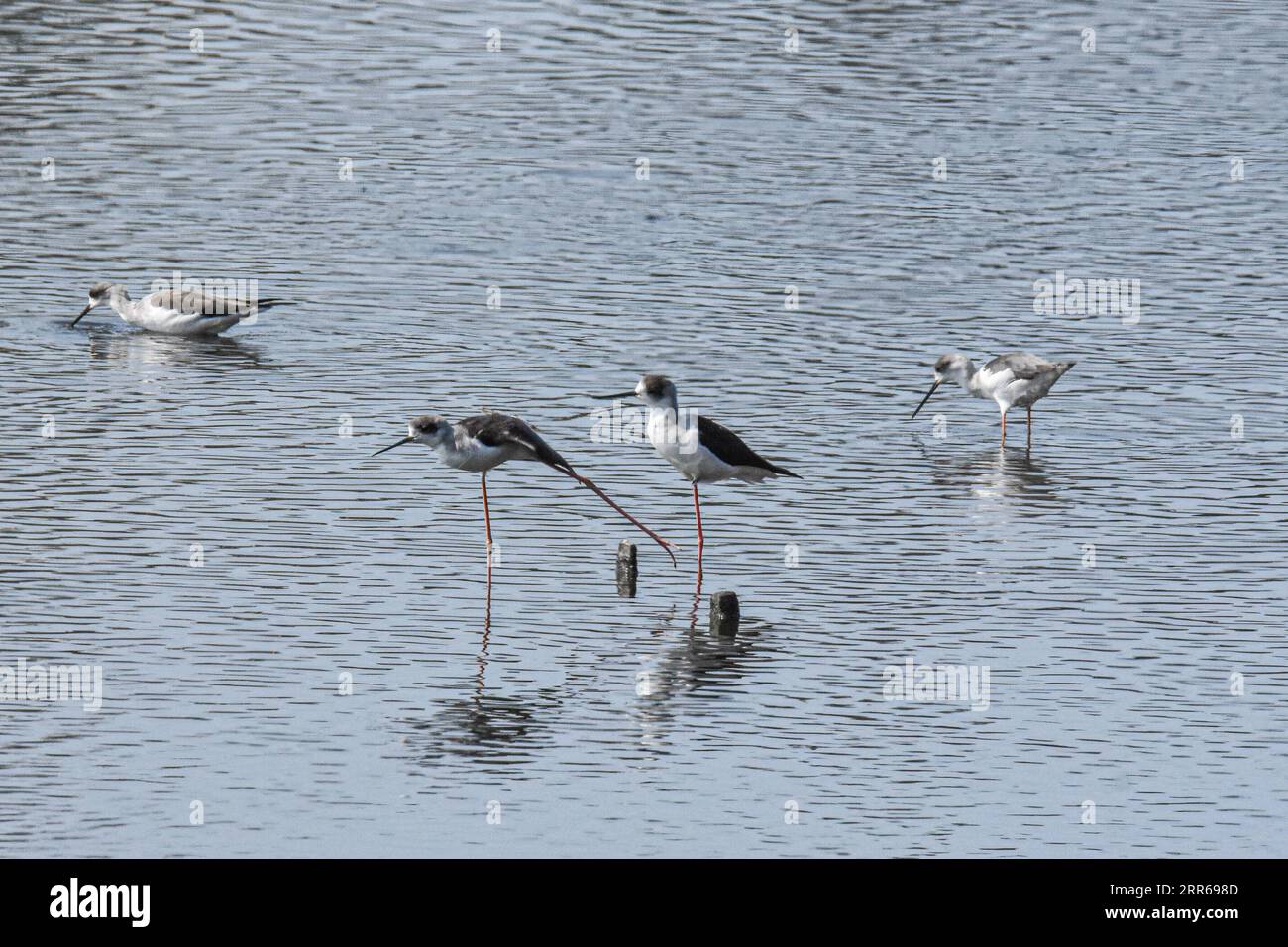 210201 -- HAIKOU, 2. Februar 2021 -- Schwarzflügelstelzen werden in einem Feuchtgebiet im Dorf Qiugang im autonomen Kreis Ledong Li, Provinz Hainan in Südchina, 17. Januar 2021, gesehen. Die südchinesische Insel Hainan hat eine Umfrage über Wasservögel gestartet, die über die Insel hinweg überwintern und 50 Lebensräume von Wasservögeln an der Küste abdecken, um ihre Art, Anzahl und Verteilung besser zu verstehen. Im Rahmen der diesjährigen Erhebung wurden insgesamt 30.700 Wasservögel von 65 Arten erfasst. Am 2. Februar findet der 25. World Wetlands Day statt. Feuchtgebiete in Hainan umfassen eine Fläche von 320.000 Hektar und bieten einen günstigen Lebensraum für Stockfoto