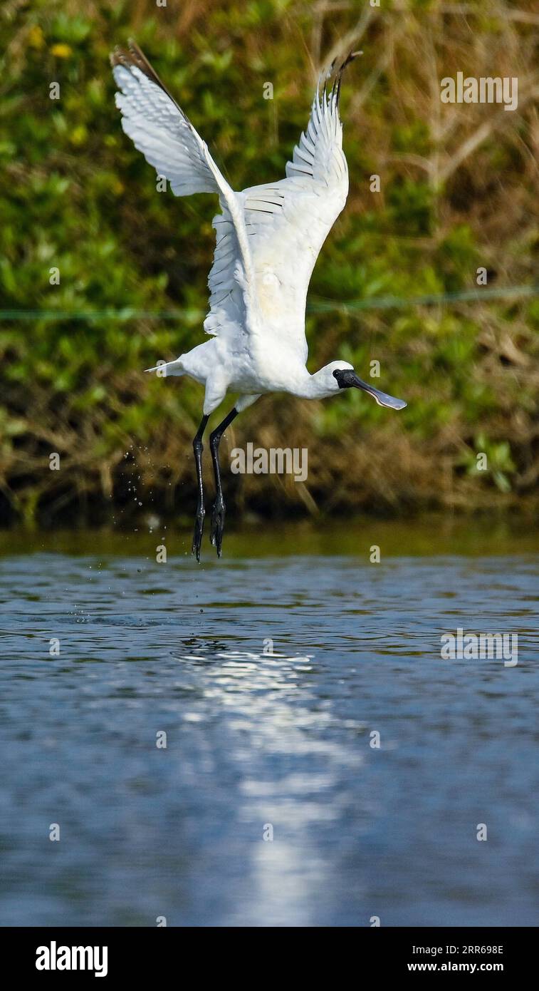 210201 -- HAIKOU, 2. Februar 2021 -- Ein schwarzgesichtiger Löffelschnabel fliegt im Dorf Panshan in der Stadt Xinzhou in der Stadt Danzhou, Provinz Hainan in Südchina, 19. Januar 2021. Die südchinesische Insel Hainan hat eine Umfrage über Wasservögel gestartet, die über die Insel hinweg überwintern und 50 Lebensräume von Wasservögeln an der Küste abdecken, um ihre Art, Anzahl und Verteilung besser zu verstehen. Im Rahmen der diesjährigen Erhebung wurden insgesamt 30.700 Wasservögel von 65 Arten erfasst. Am 2. Februar findet der 25. World Wetlands Day statt. Das Feuchtgebiet in Hainan umfasst eine Fläche von 320.000 Hektar, die einen günstigen Lebensraum für Wasserbiere bietet Stockfoto