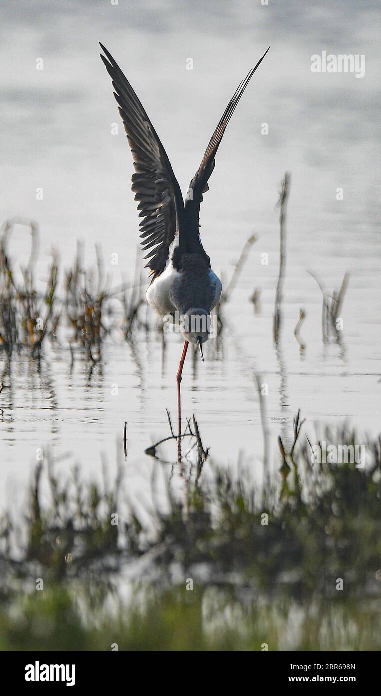 210201 -- HAIKOU, 2. Februar 2021 -- Ein Schwarzflügelstiel wird im Dongzhaigang National Nature Reserve in Haikou, südchinesische Provinz Hainan, 15. Januar 2021 gesehen. Die südchinesische Insel Hainan hat eine Umfrage über Wasservögel gestartet, die über die Insel hinweg überwintern und 50 Lebensräume von Wasservögeln an der Küste abdecken, um ihre Art, Anzahl und Verteilung besser zu verstehen. Im Rahmen der diesjährigen Erhebung wurden insgesamt 30.700 Wasservögel von 65 Arten erfasst. Am 2. Februar findet der 25. World Wetlands Day statt. Das Feuchtgebiet in Hainan erstreckt sich über eine Fläche von 320.000 Hektar und bietet damit einen günstigen Lebensraum für Wasservögel Stockfoto